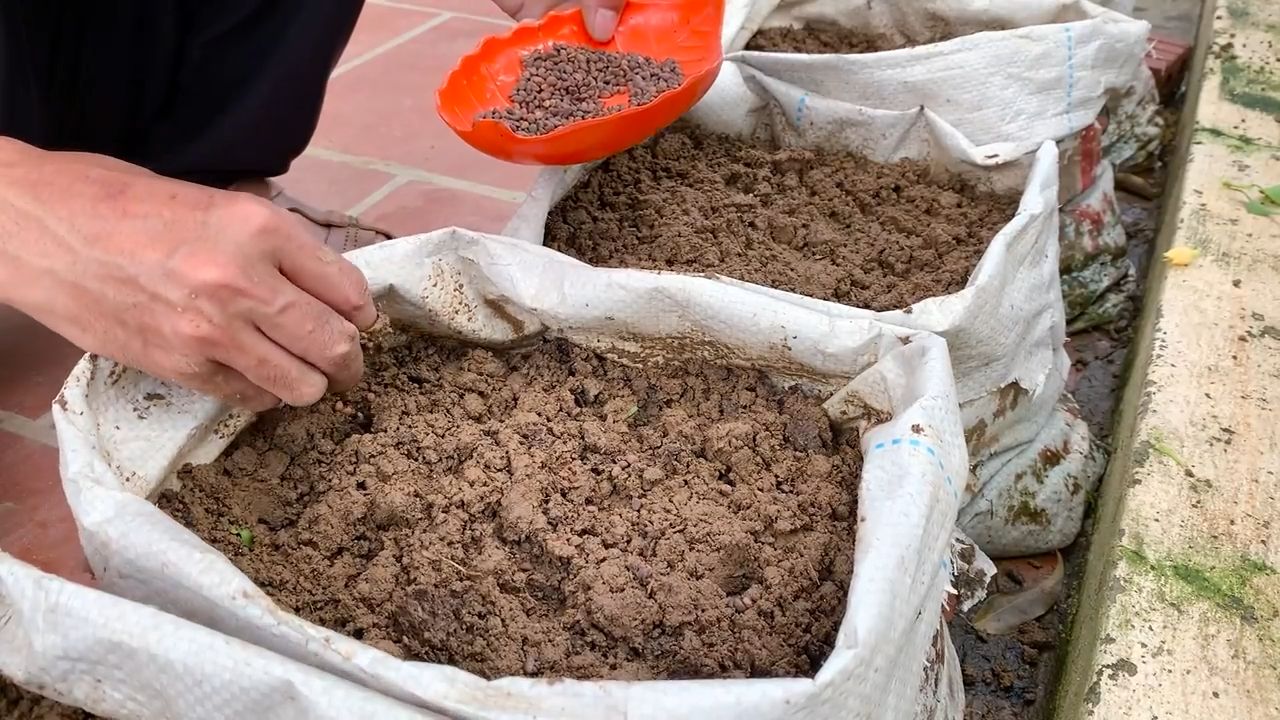Wasserspinat Anbau Hitze