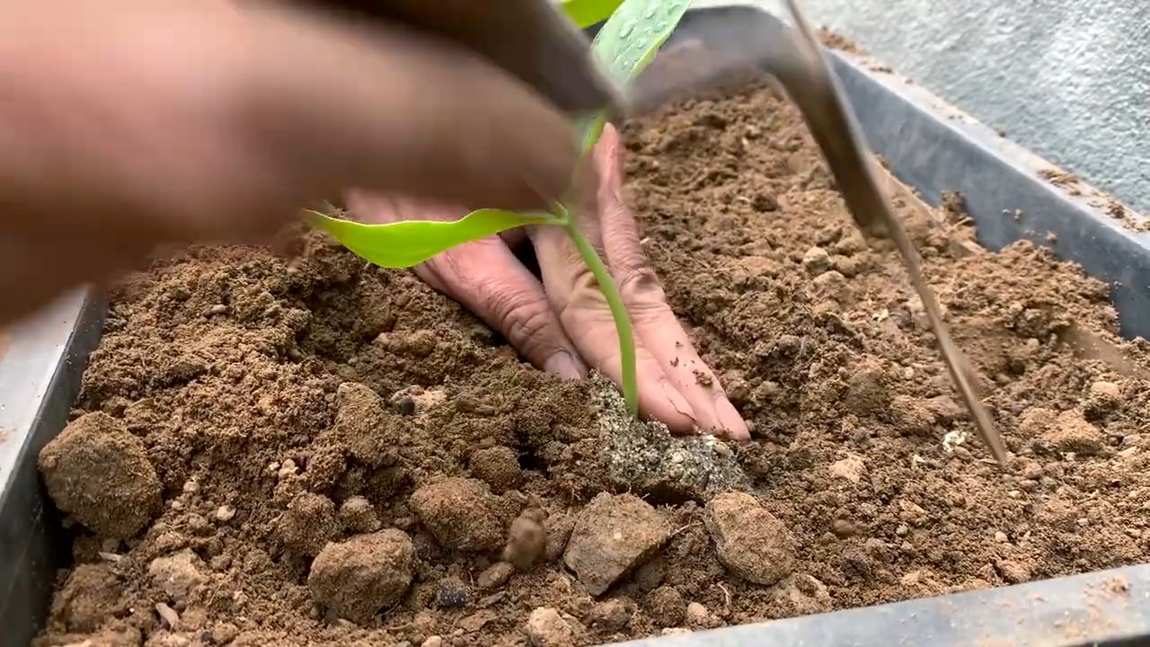 Luffa Gurke selber anbauen