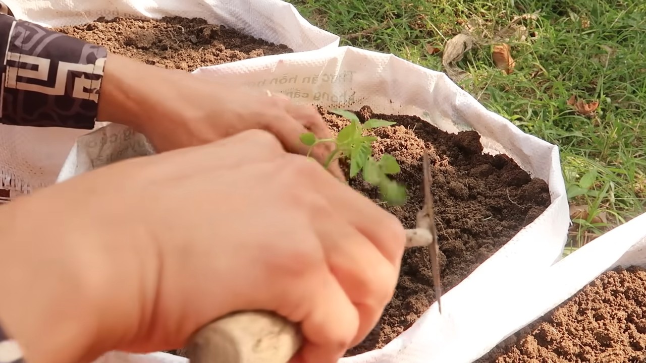 Tomatenanbau Sack DIY Budget