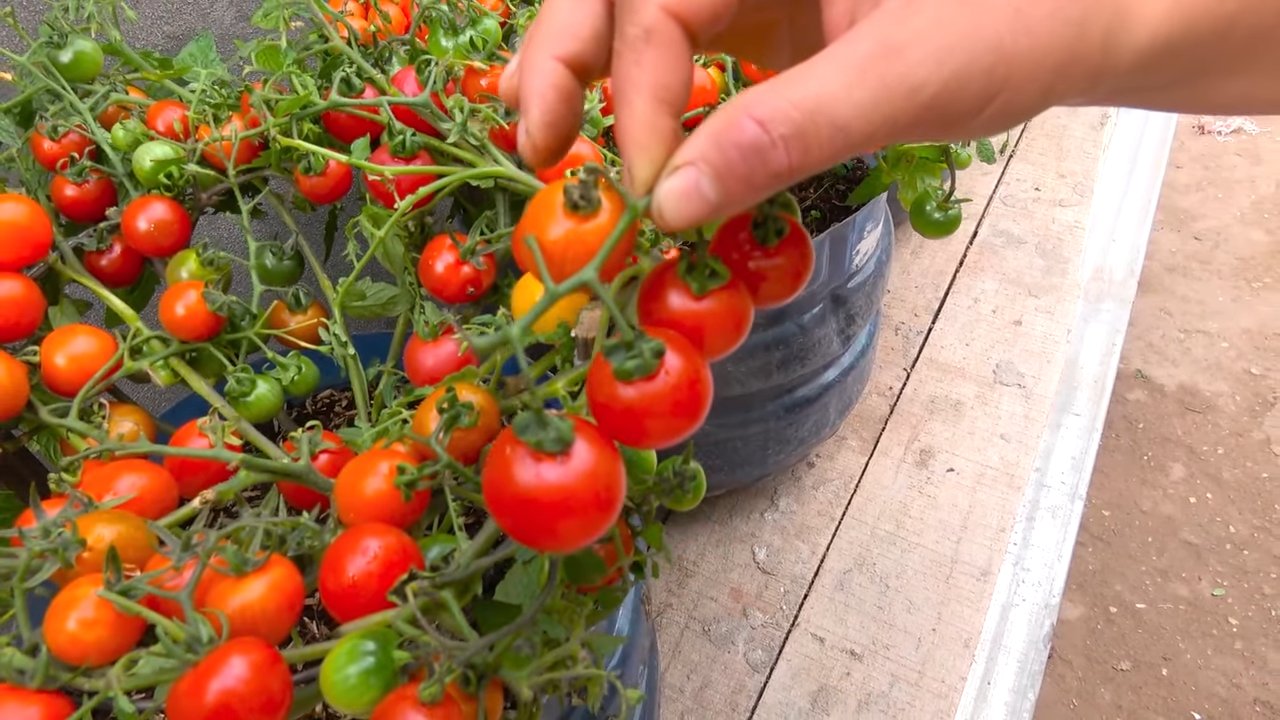 Kirschtomaten anbauen zu Hause