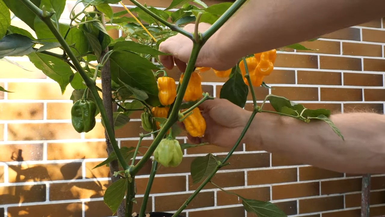 Gelbe Habaneros im Topf anbauen