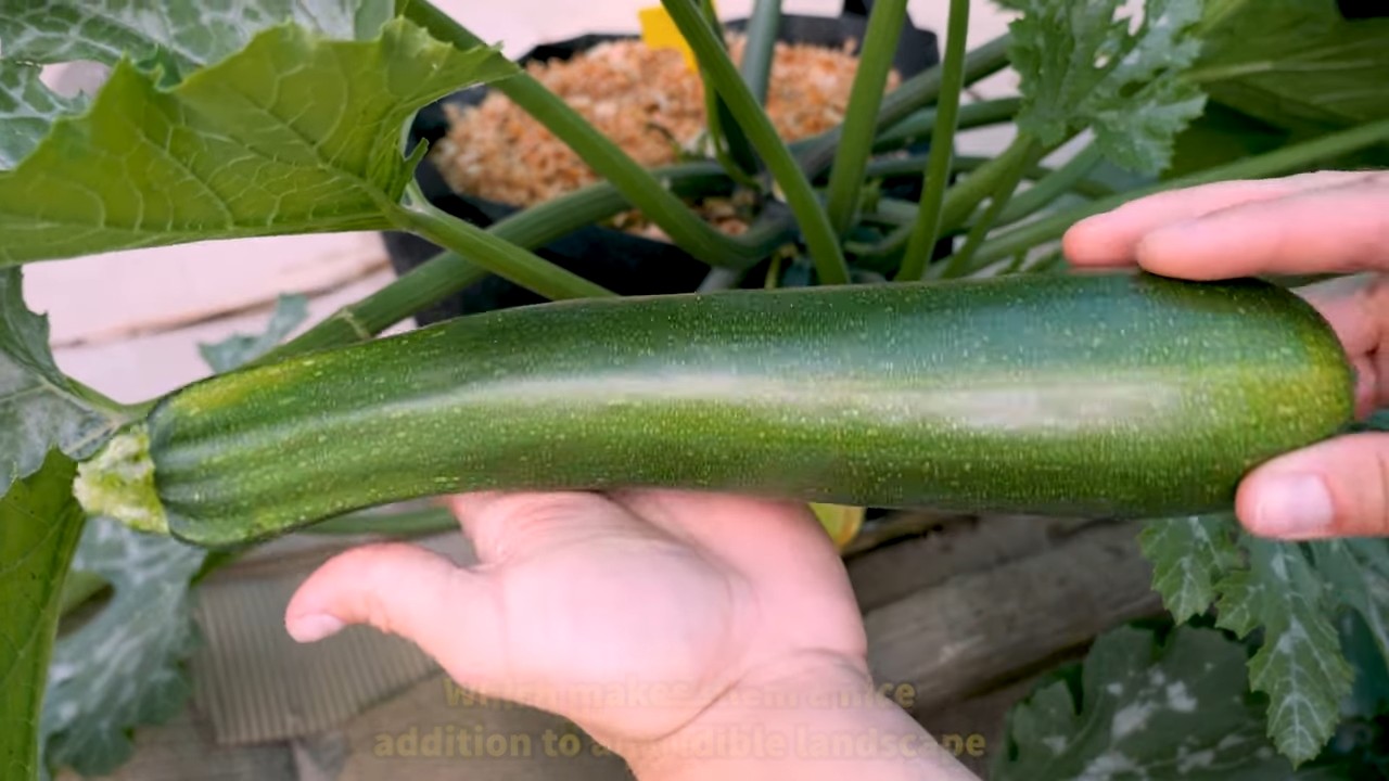 Zucchini Anbau im Pflanzsack