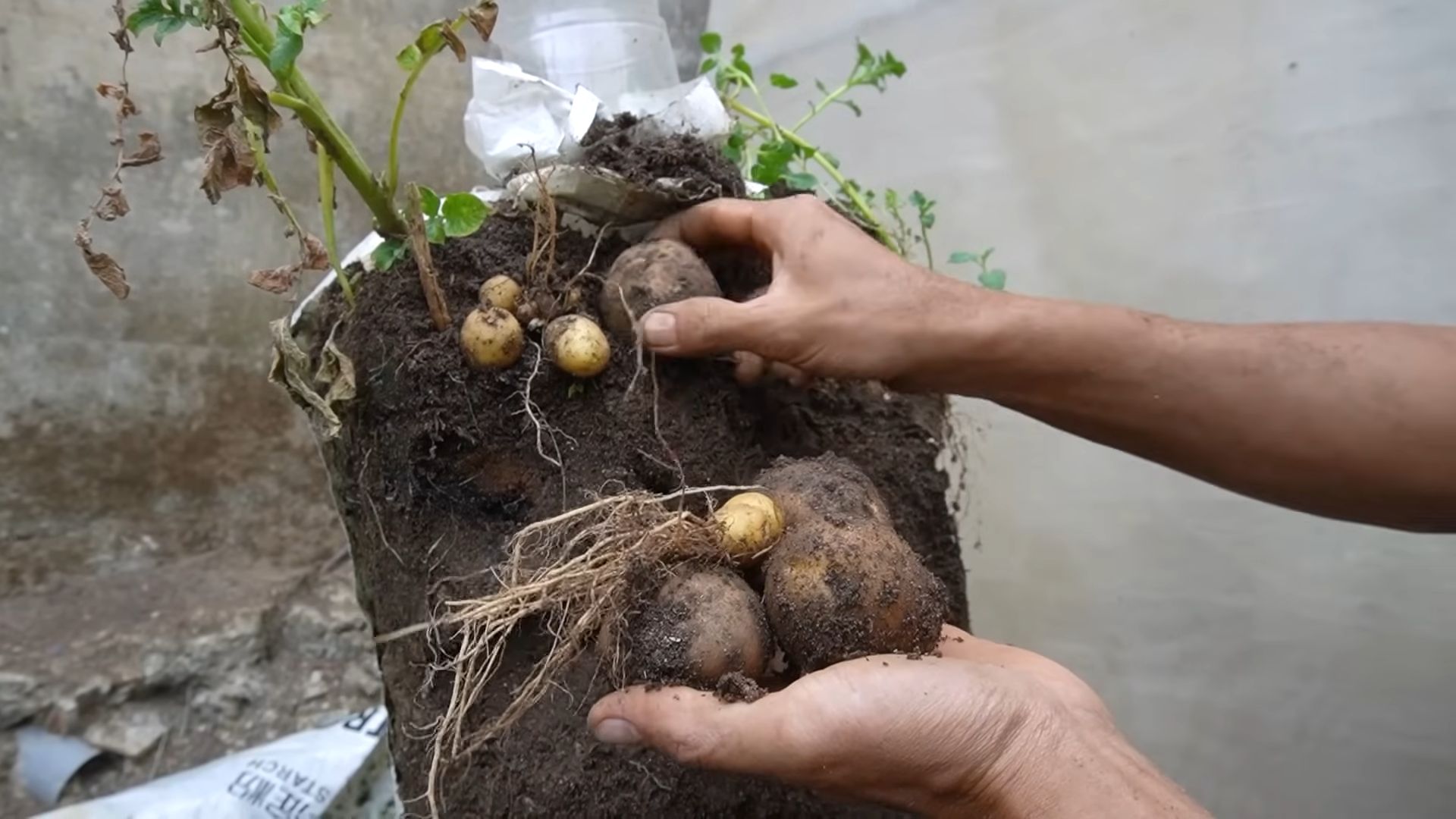 Kartoffeln im Topf anbauen