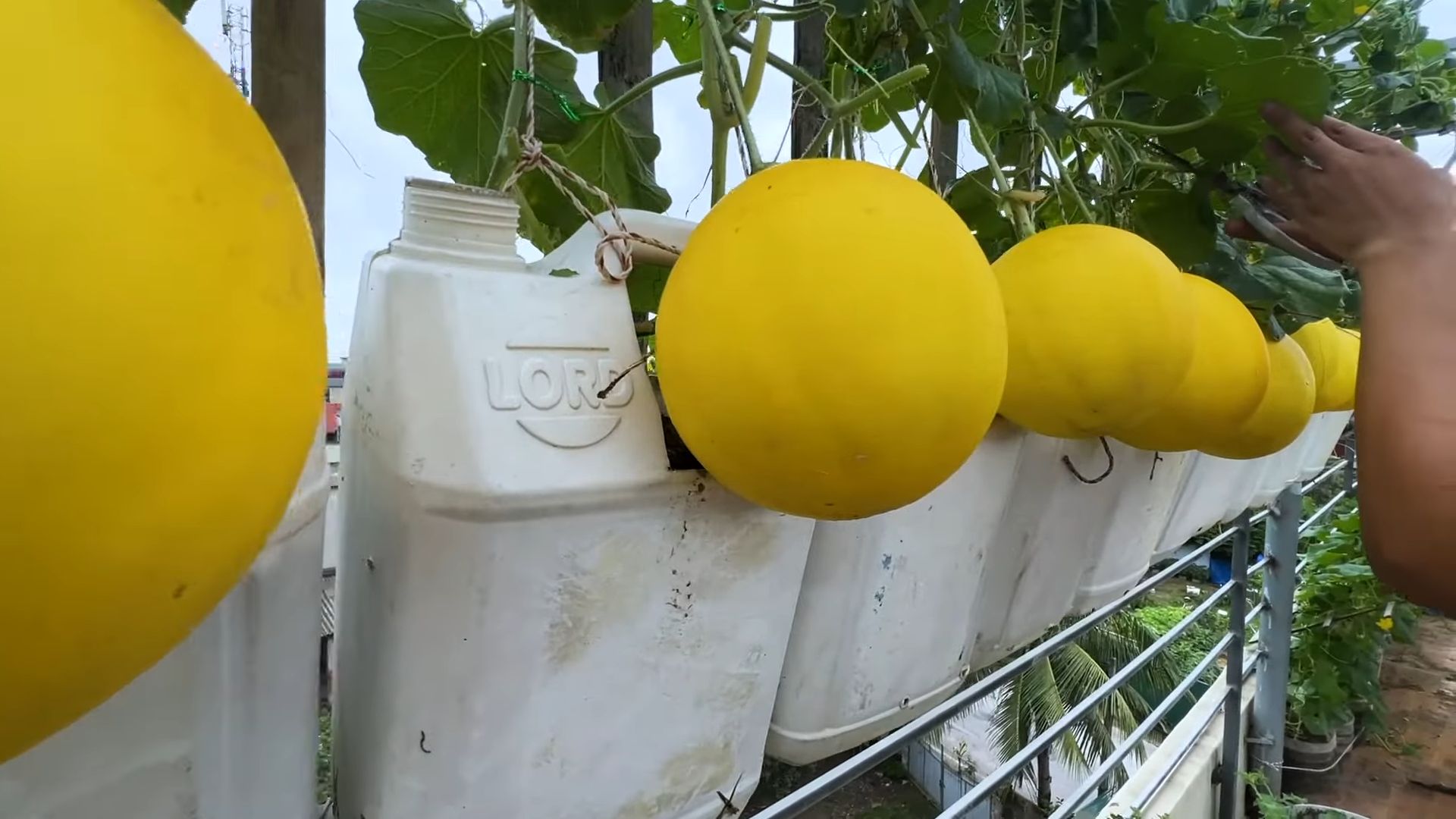 Melonen anbauen zu Hause