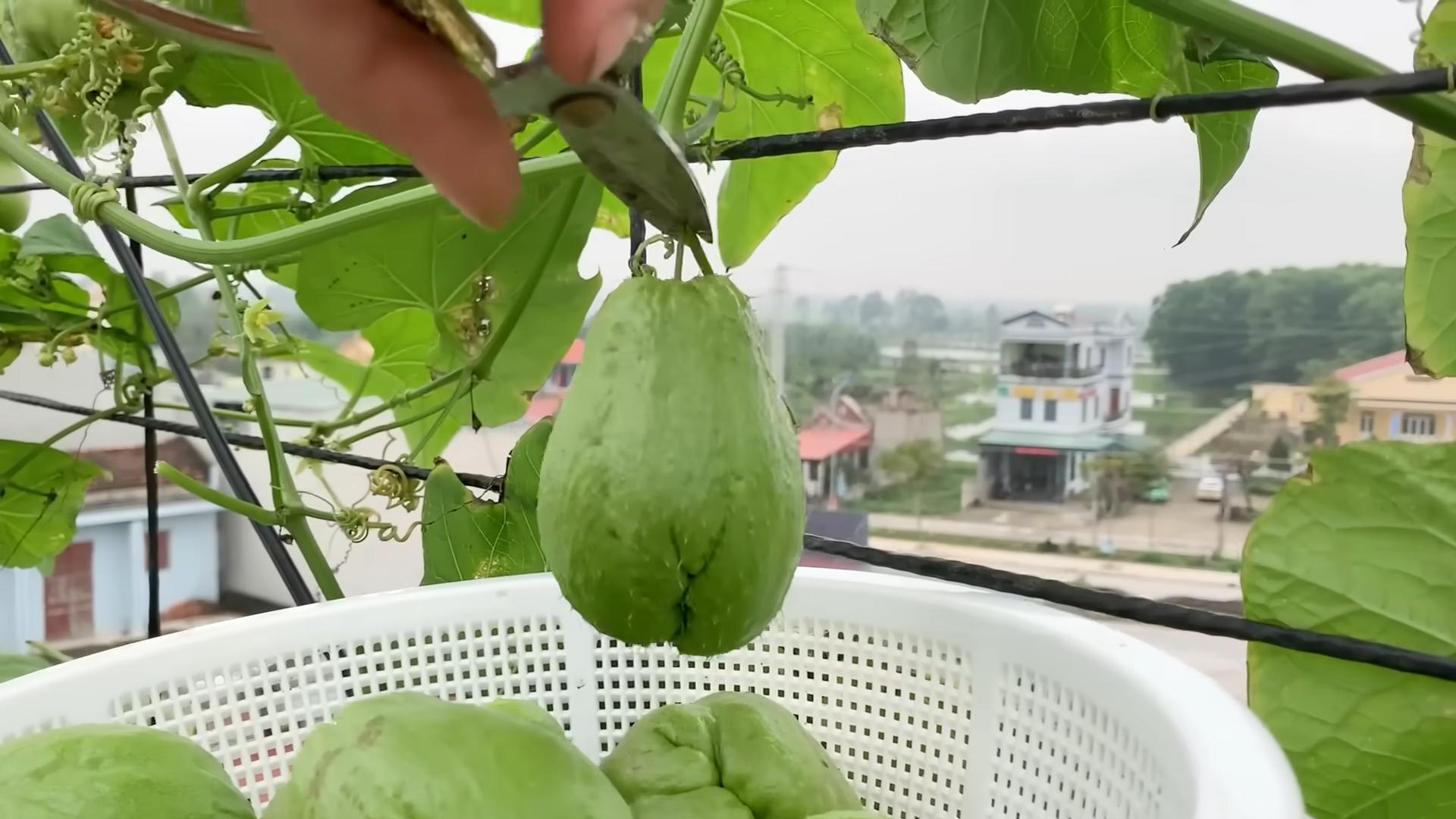 Dachgarten Chayote Anbau