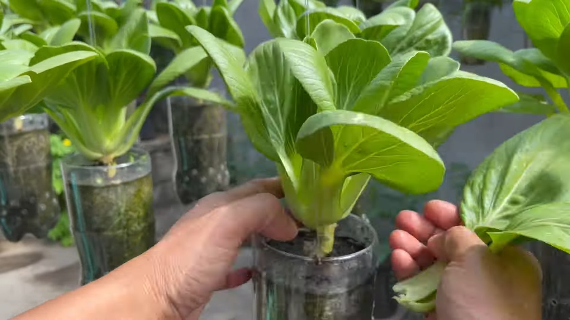 Bok Choy Indoor Anbau