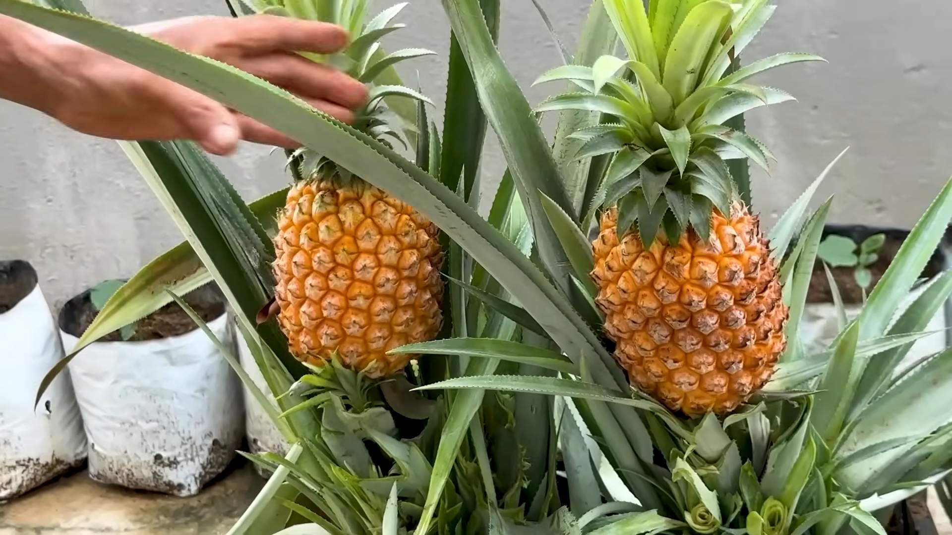 Ananas Anbau Einfach Gemacht
