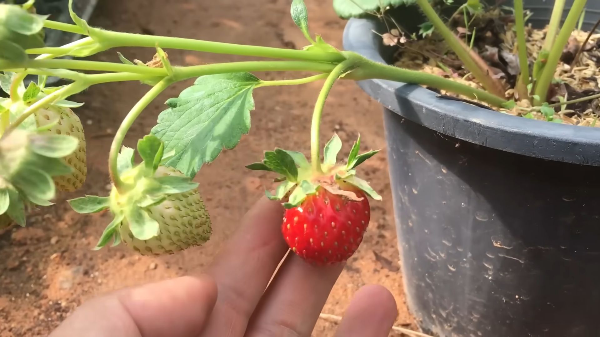 Erdbeeren aus Samen ziehen