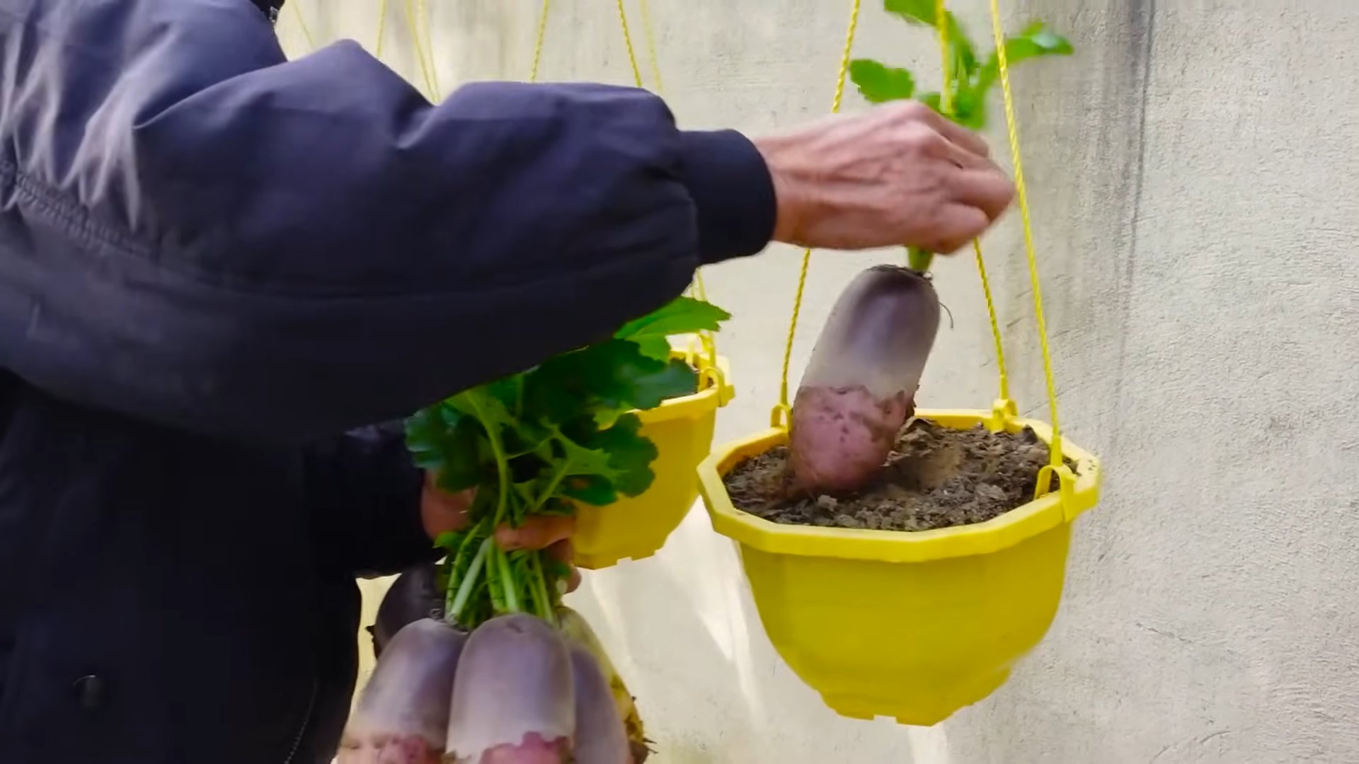 Radieschen im Topf anbauen