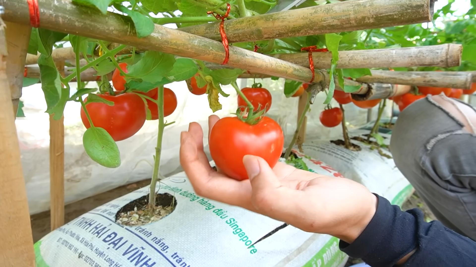 Tomaten anbauen einfache Methode