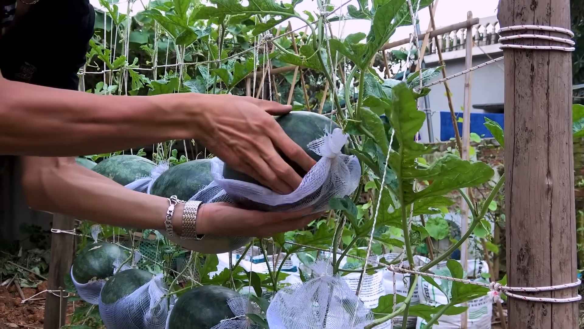 Hängematte Wassermelone selber machen