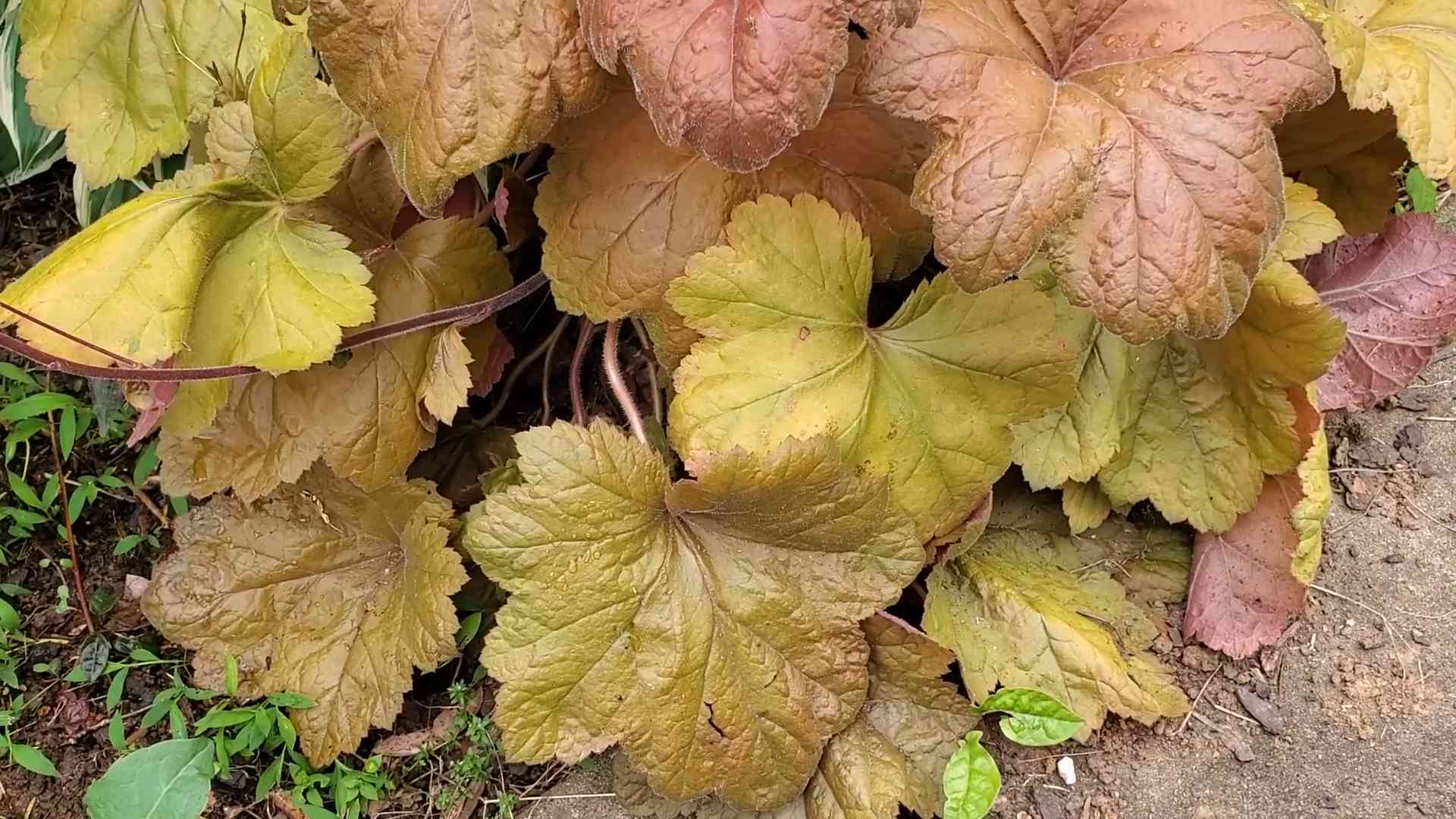 Heuchera aus Samen ziehen