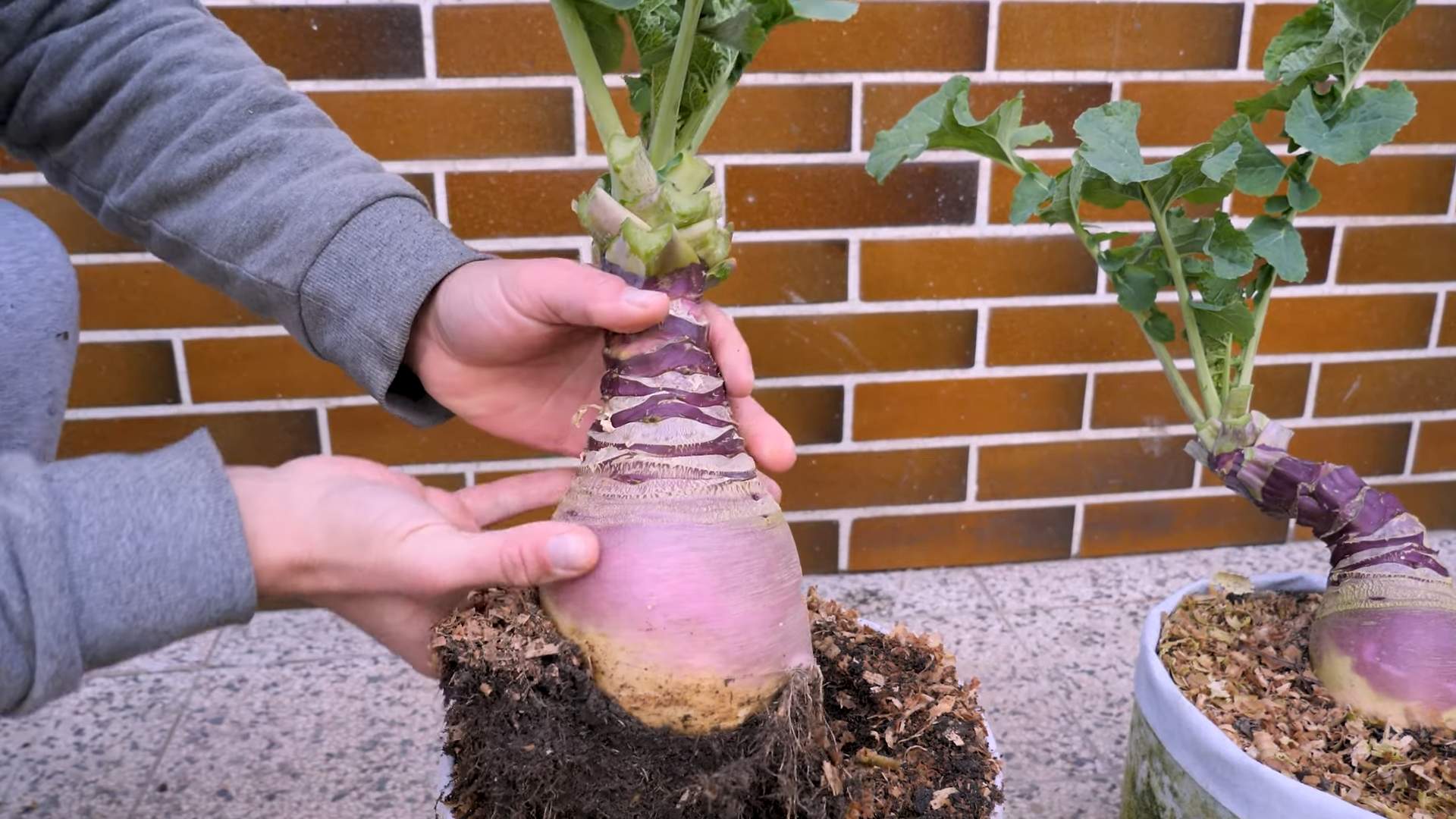 Riesen Steckrüben anbauen