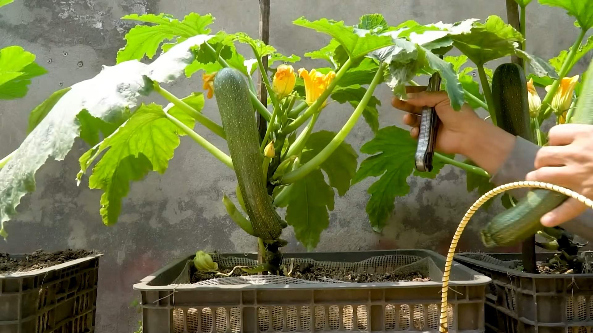 Zucchini Anbau leicht gemacht