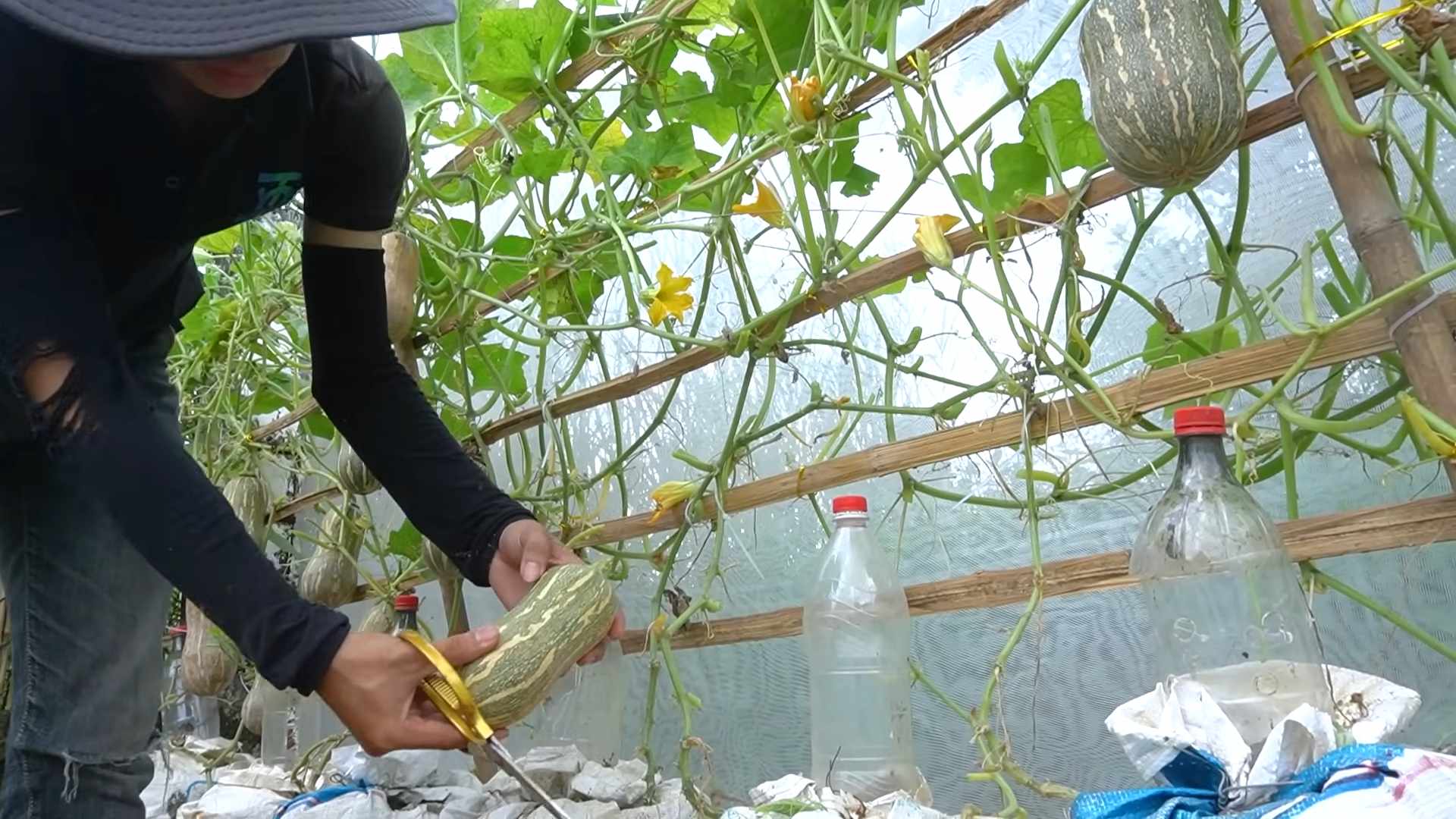 Butternut Kürbis Indoor Anpflanzen