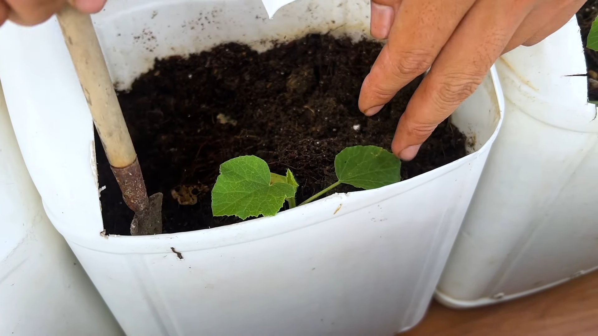 Melonen anbauen zu Hause