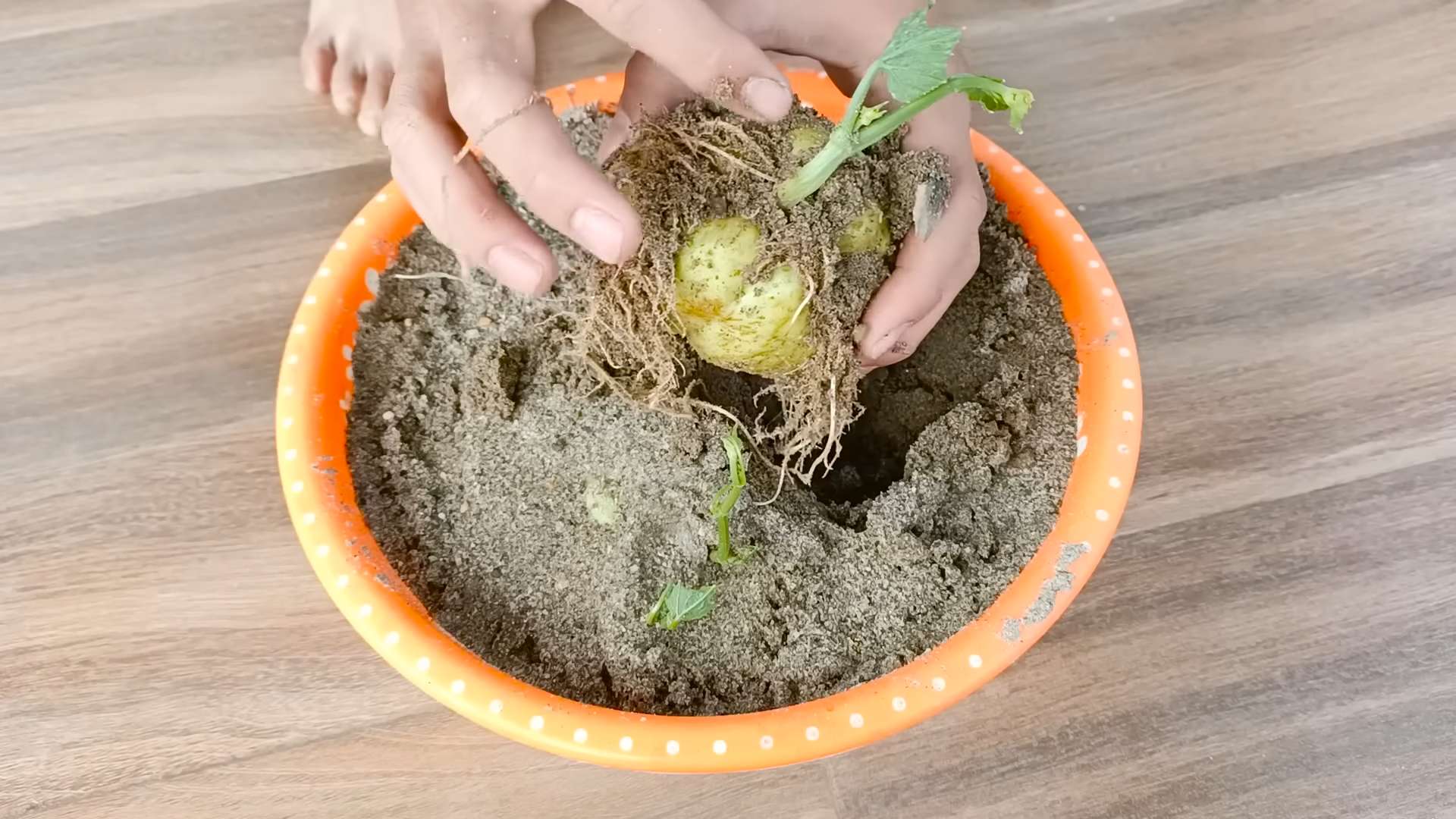 Dachgarten Chayote Anbau