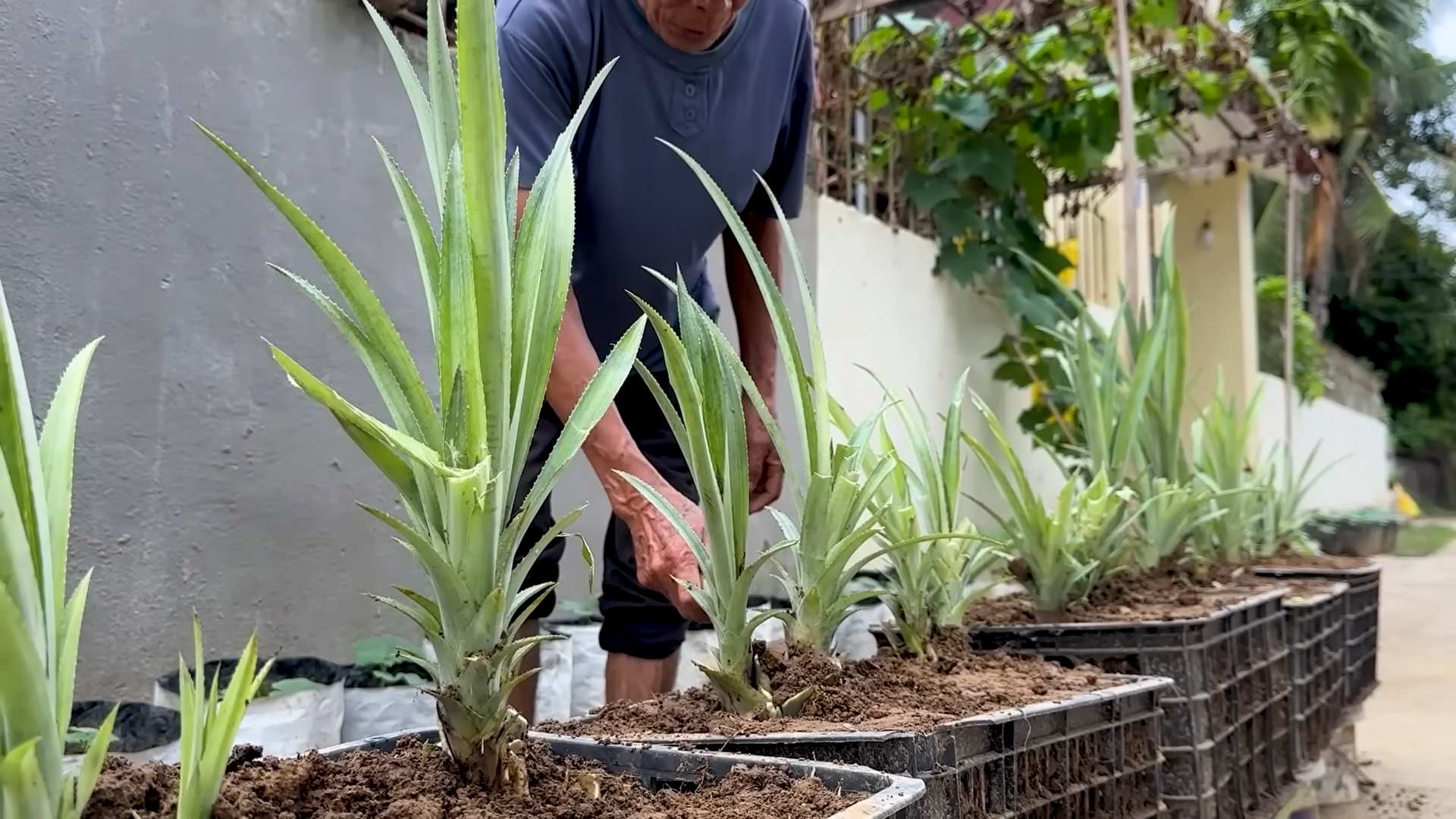 Ananas Anbau Einfach Gemacht