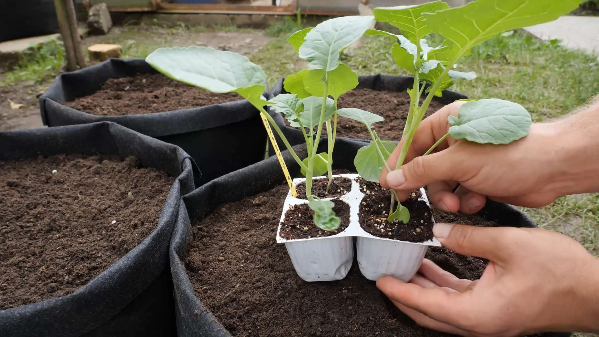 Brokkoli Anbau aus Samen