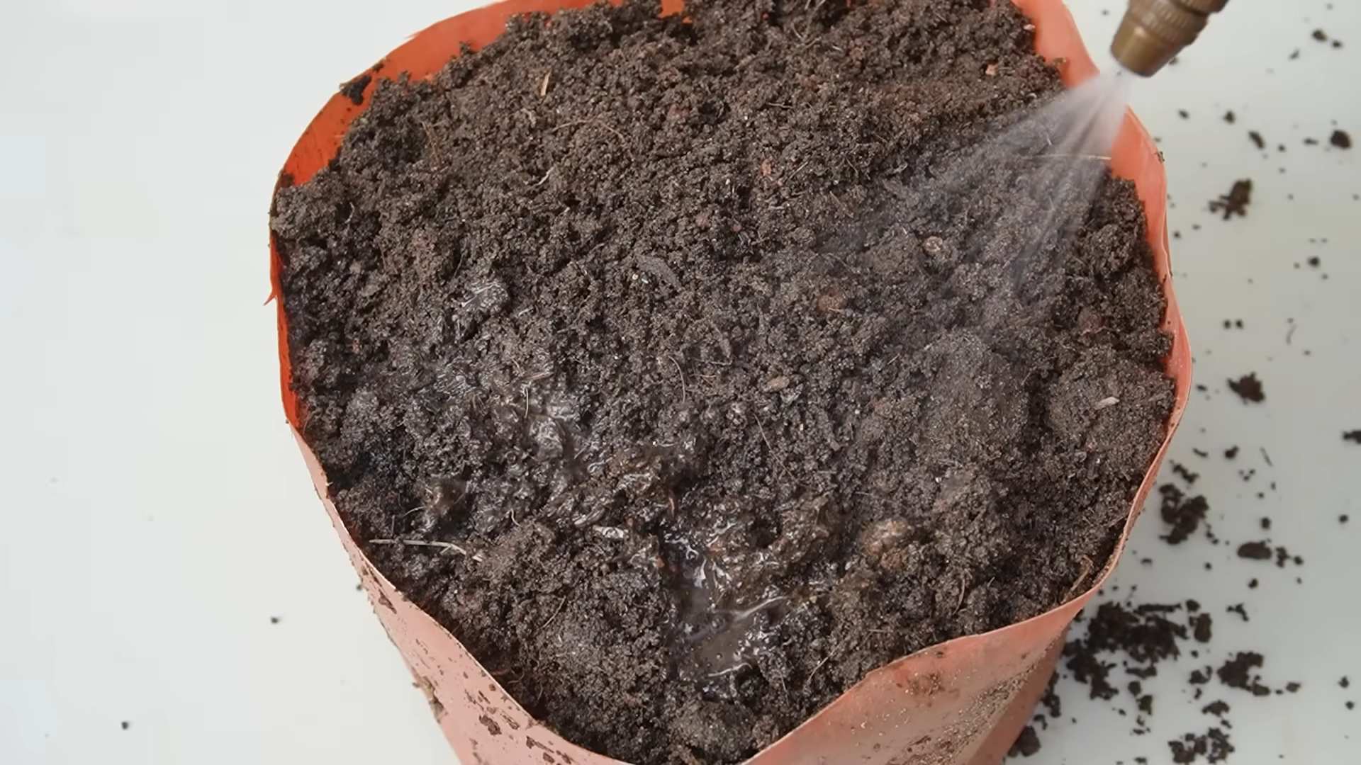Tomaten anbauen einfache Methode
