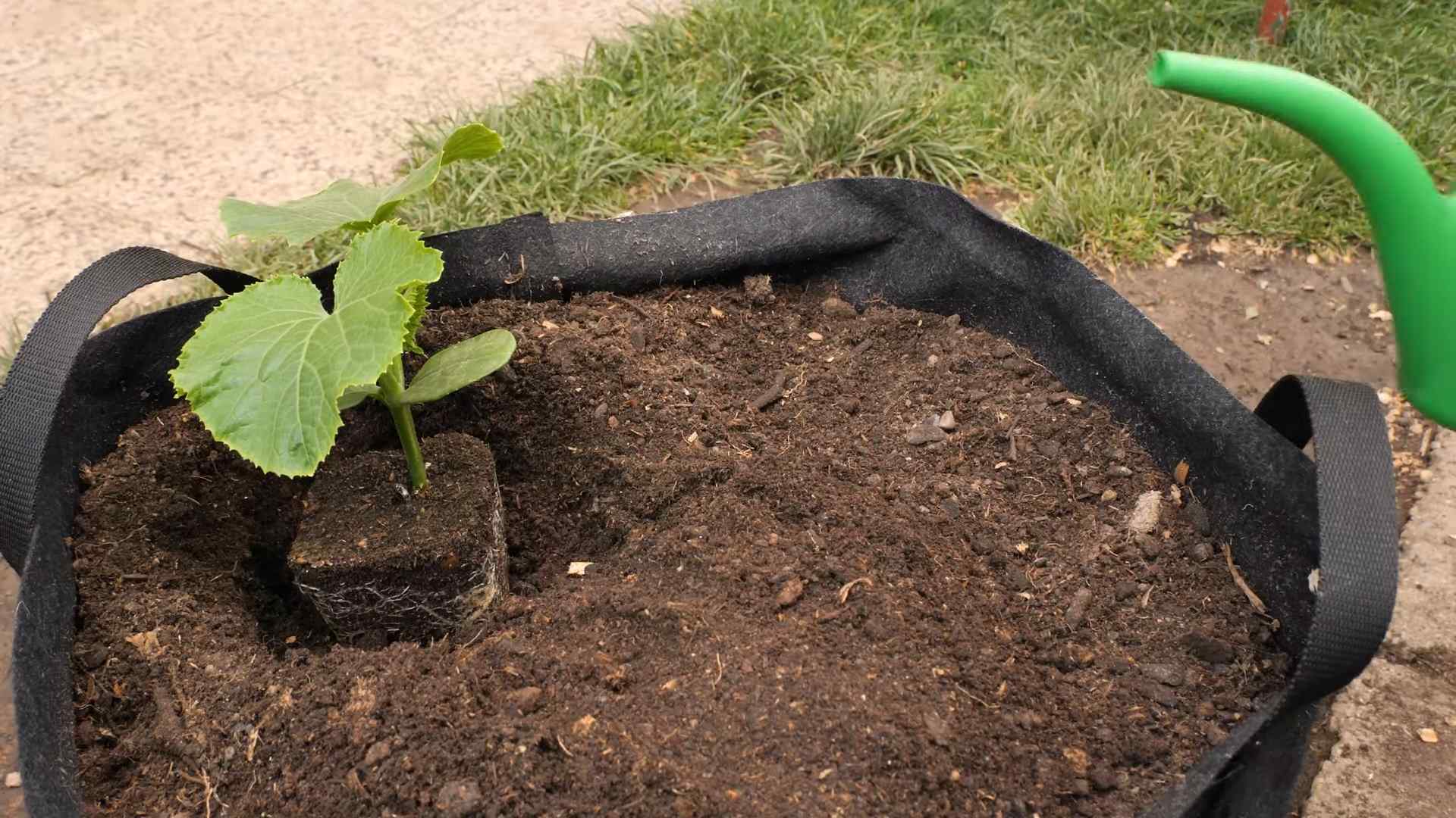 Knackige Gurken Balkongarten