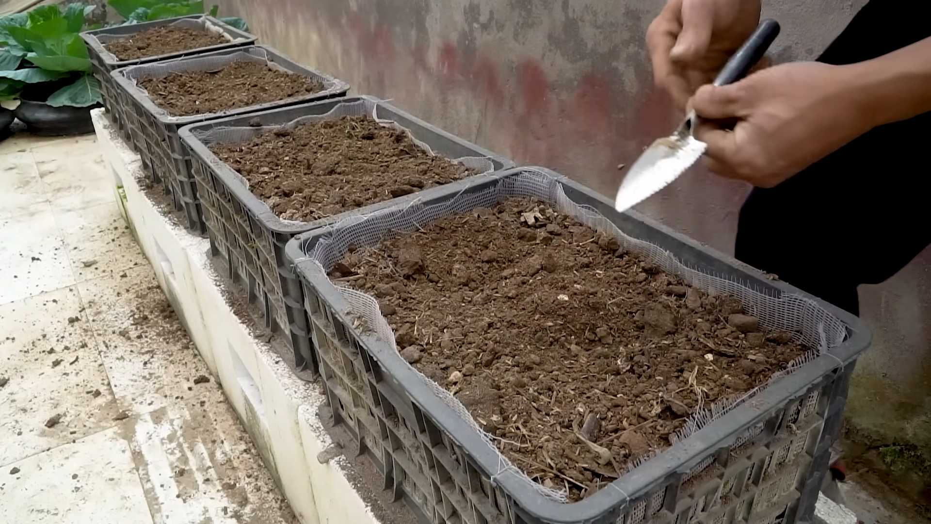 Zucchini Anbau leicht gemacht