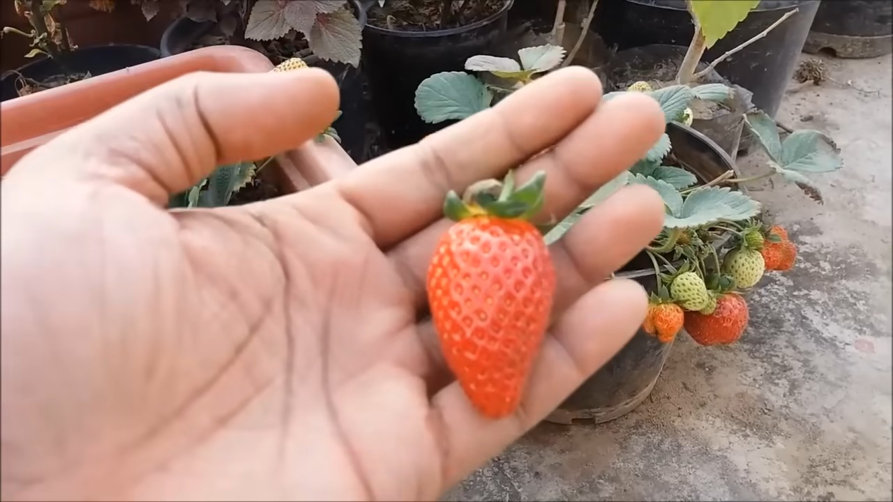 Erdbeeren zu Hause anbauen