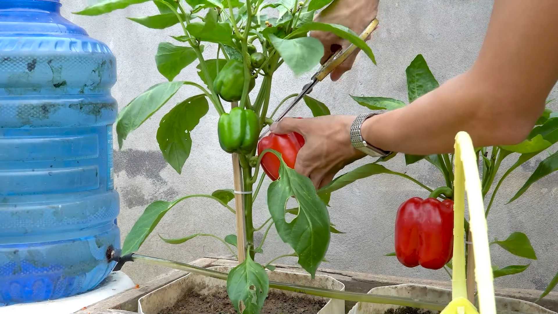 Paprika Anbau im Topf