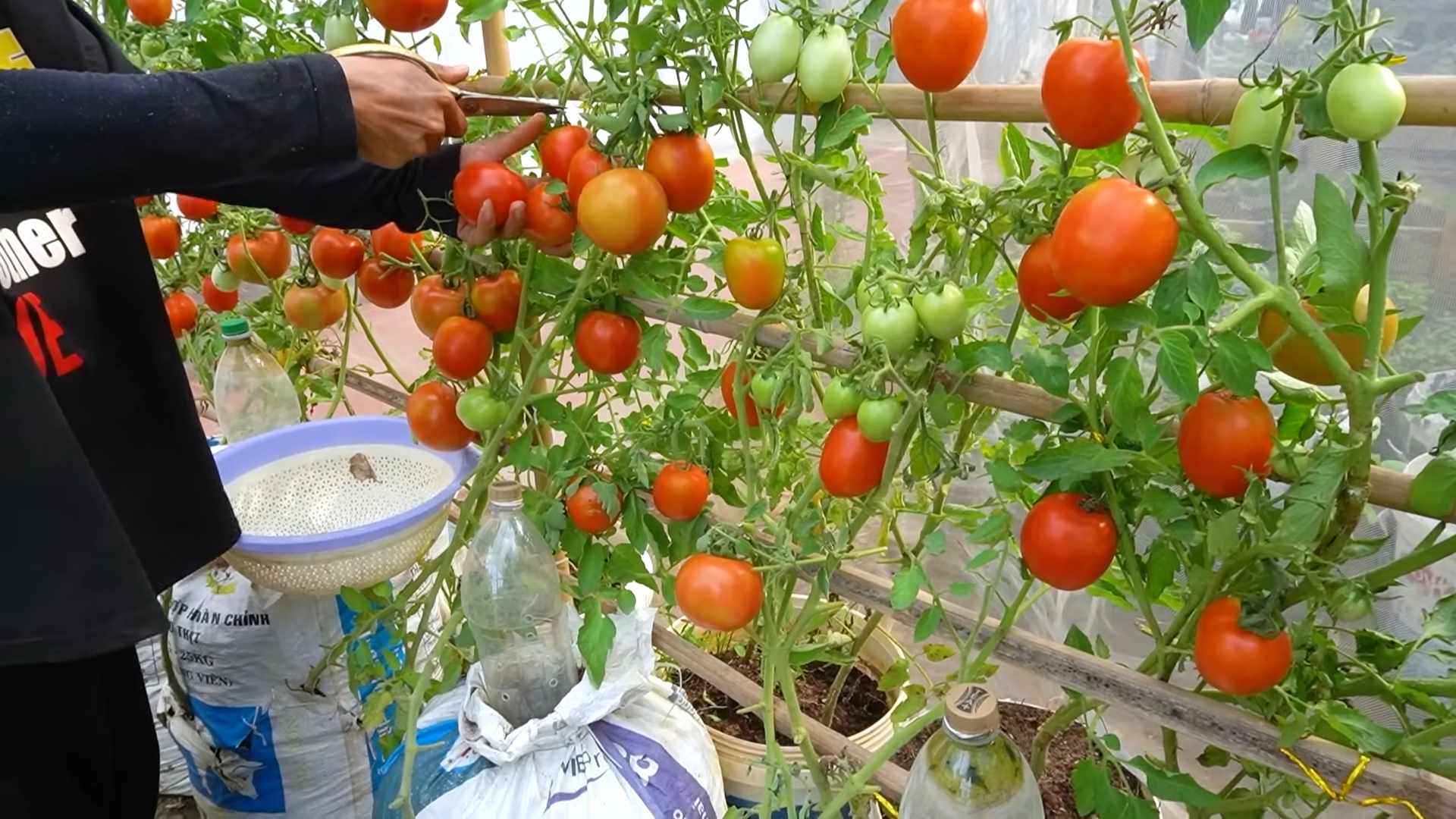 Tomaten ganzjährig anbauen