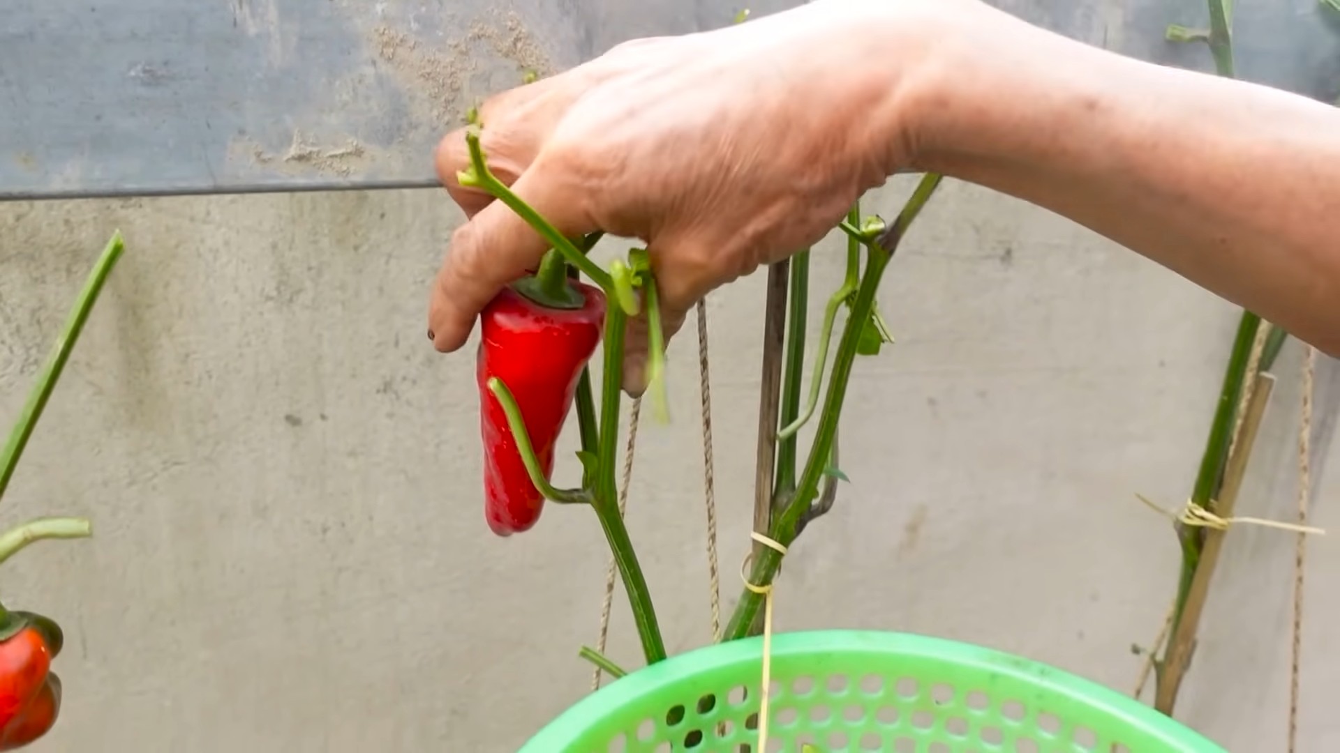 Drachenfrucht zu Hause anbauen