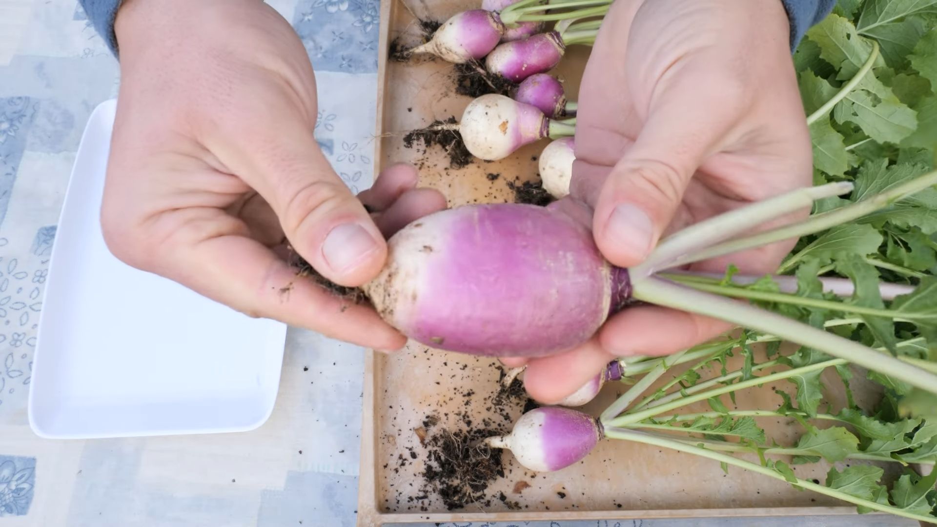Garten Rettich Anbau leicht gemacht