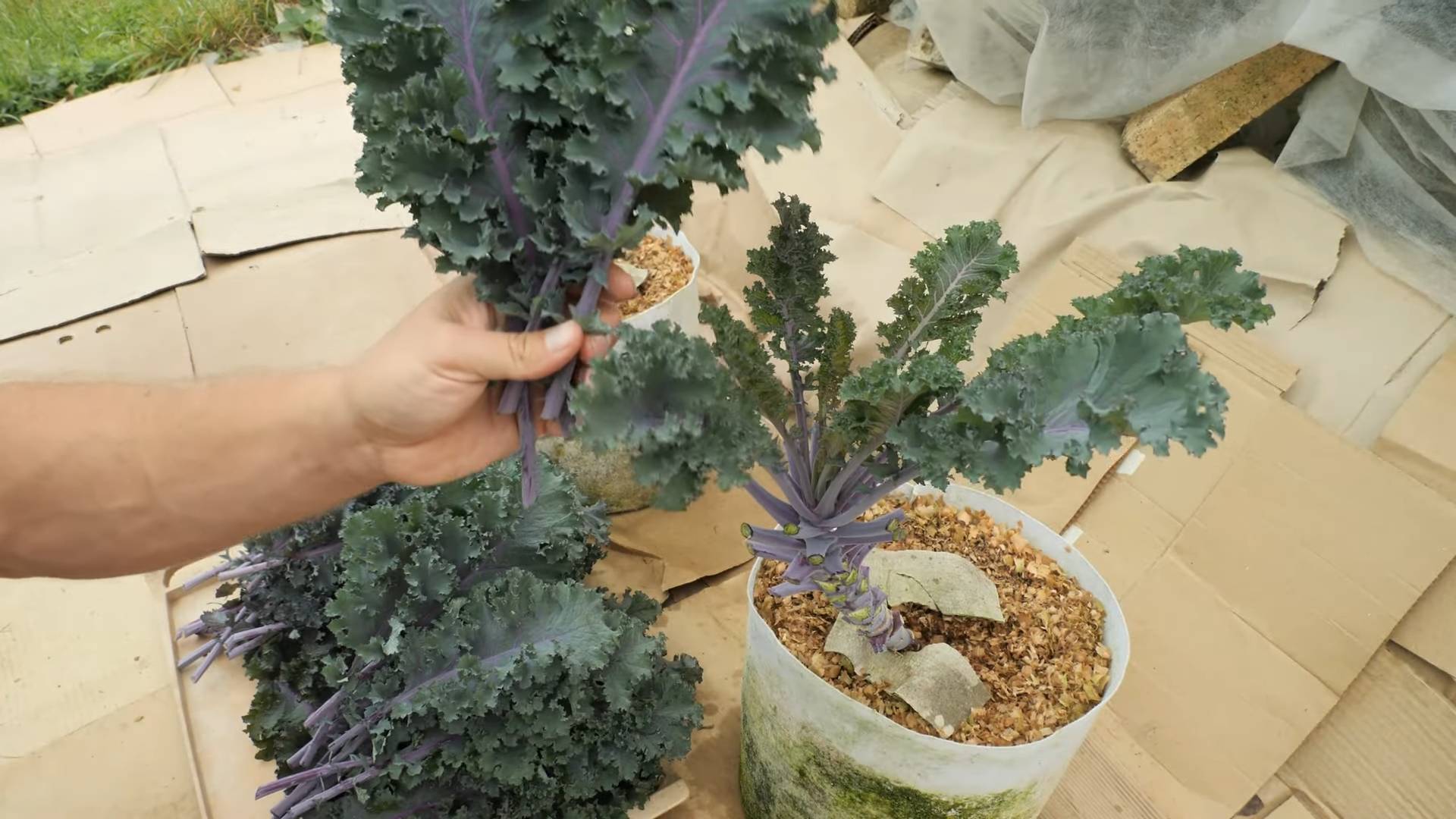 Kohl anbauen kleine Räume