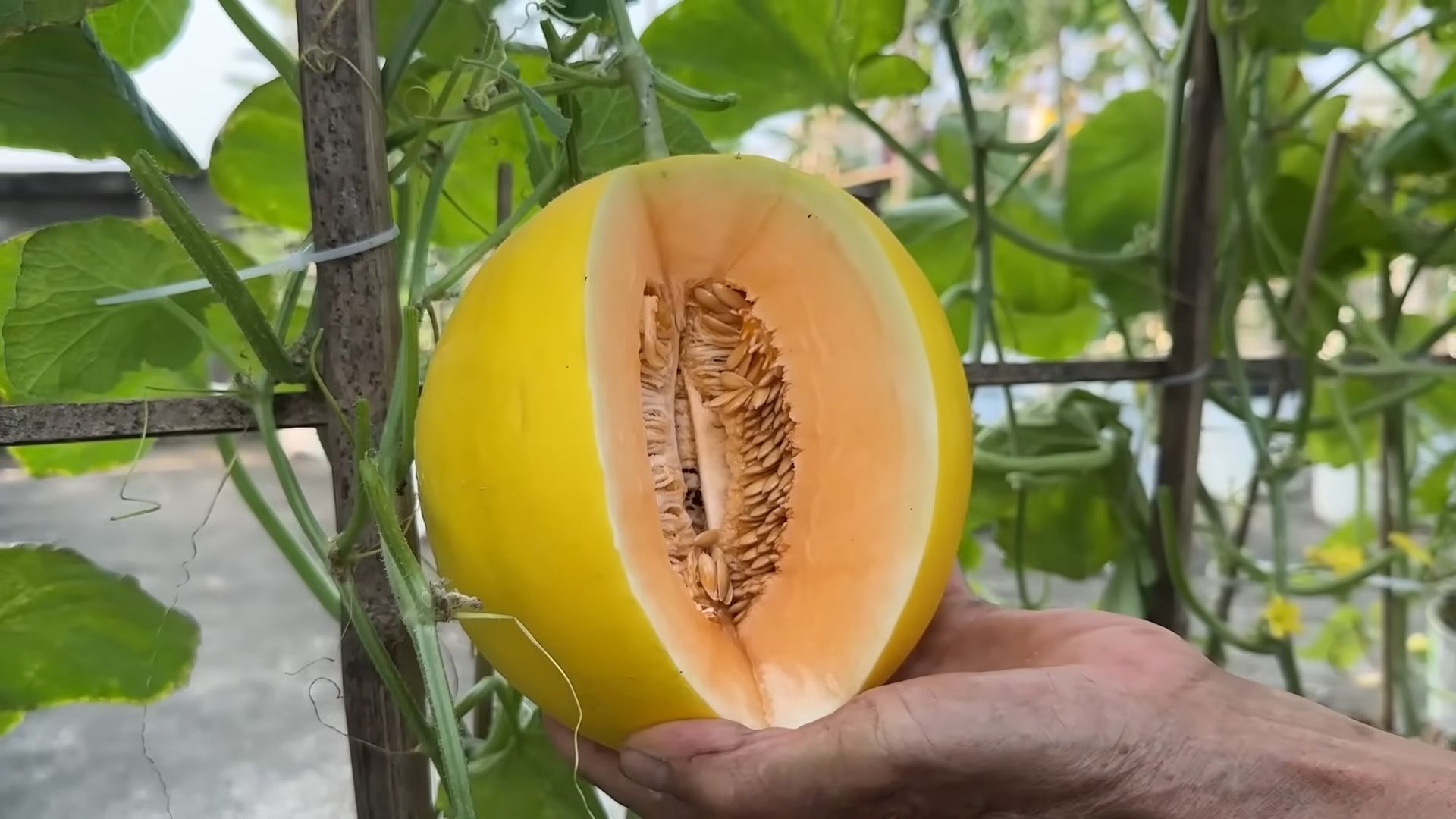Melonen Anbau zu Hause