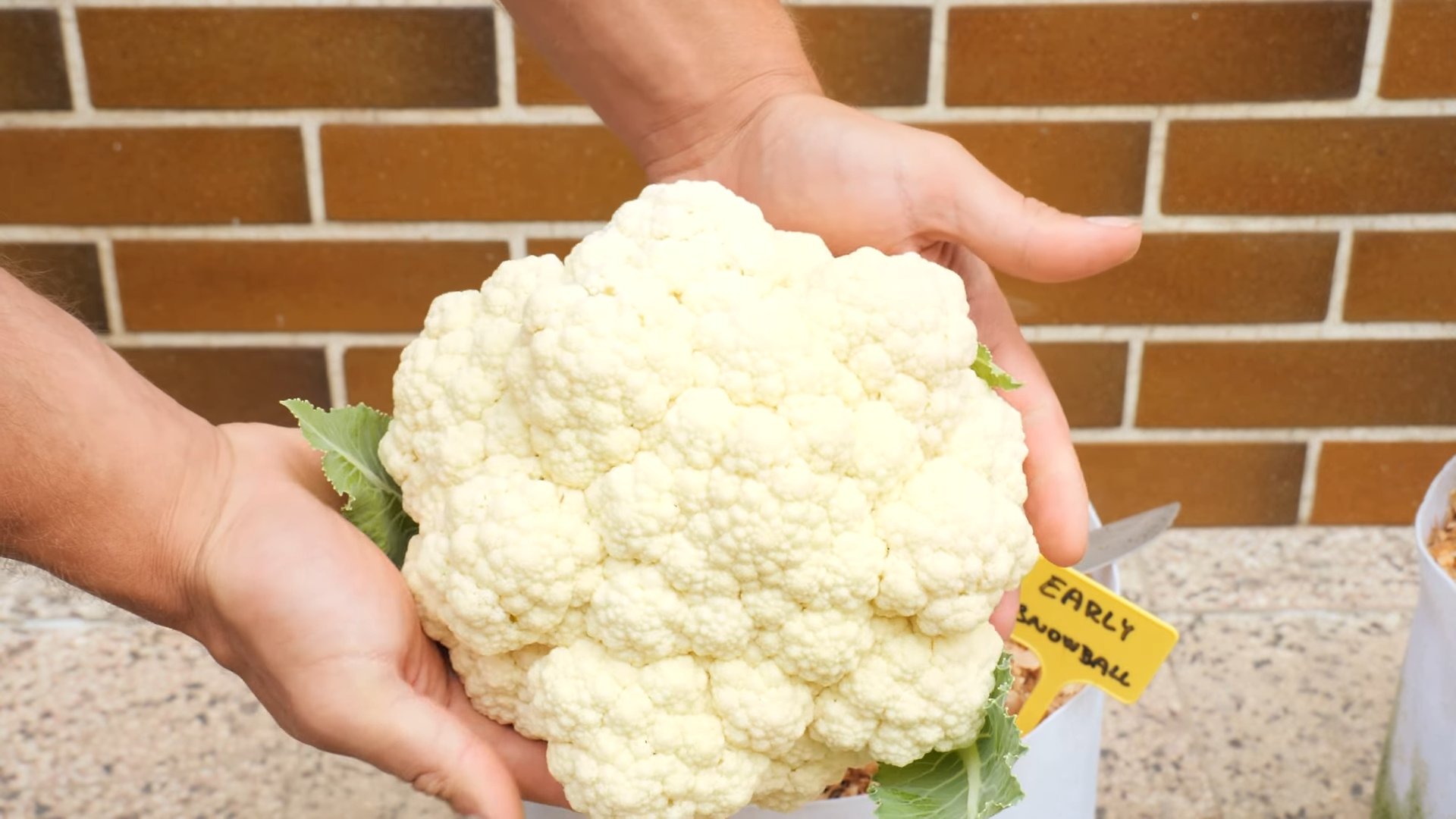 Blumenkohl Anbau zu Hause