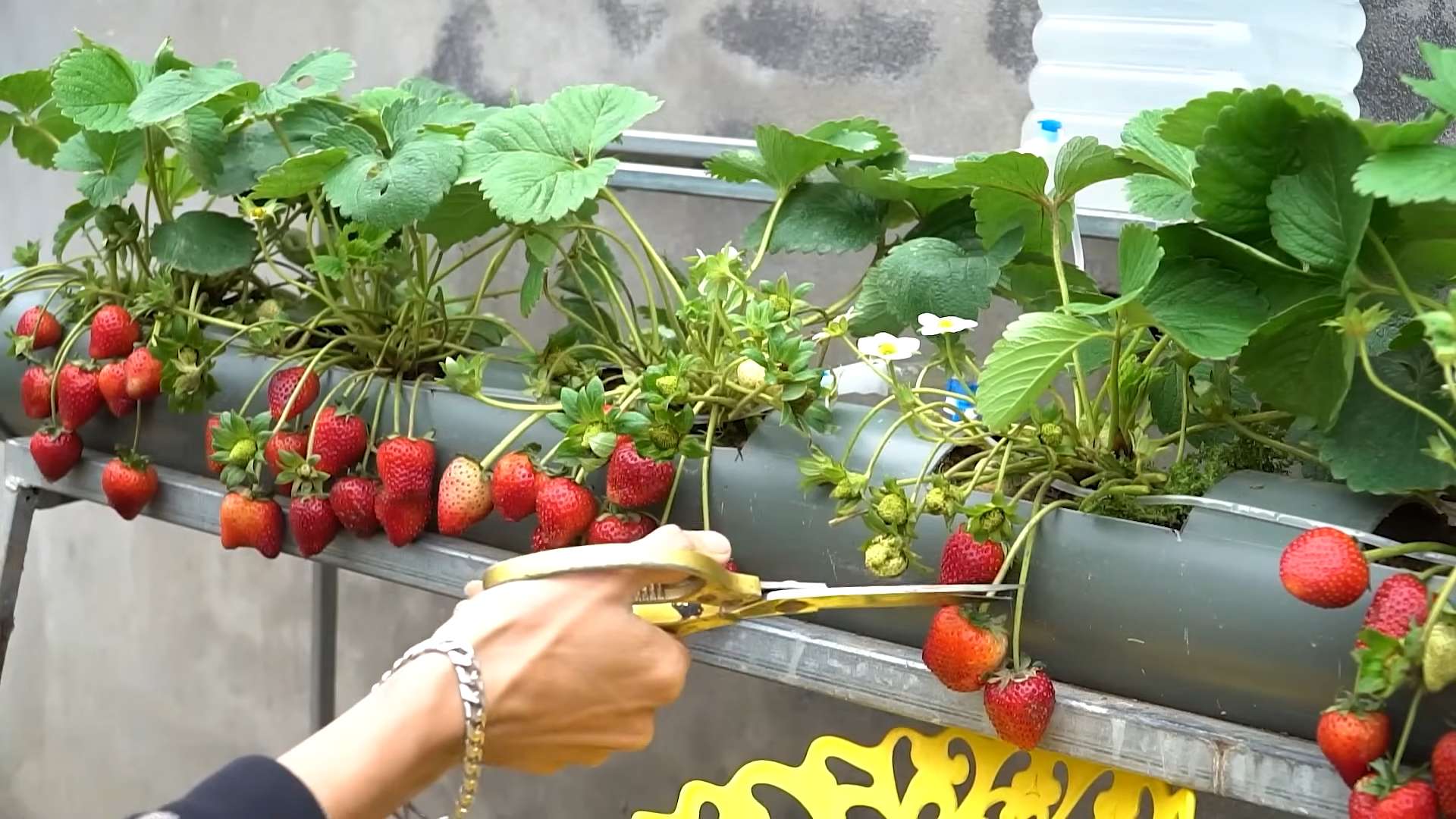 Erdbeeren zu Hause anbauen