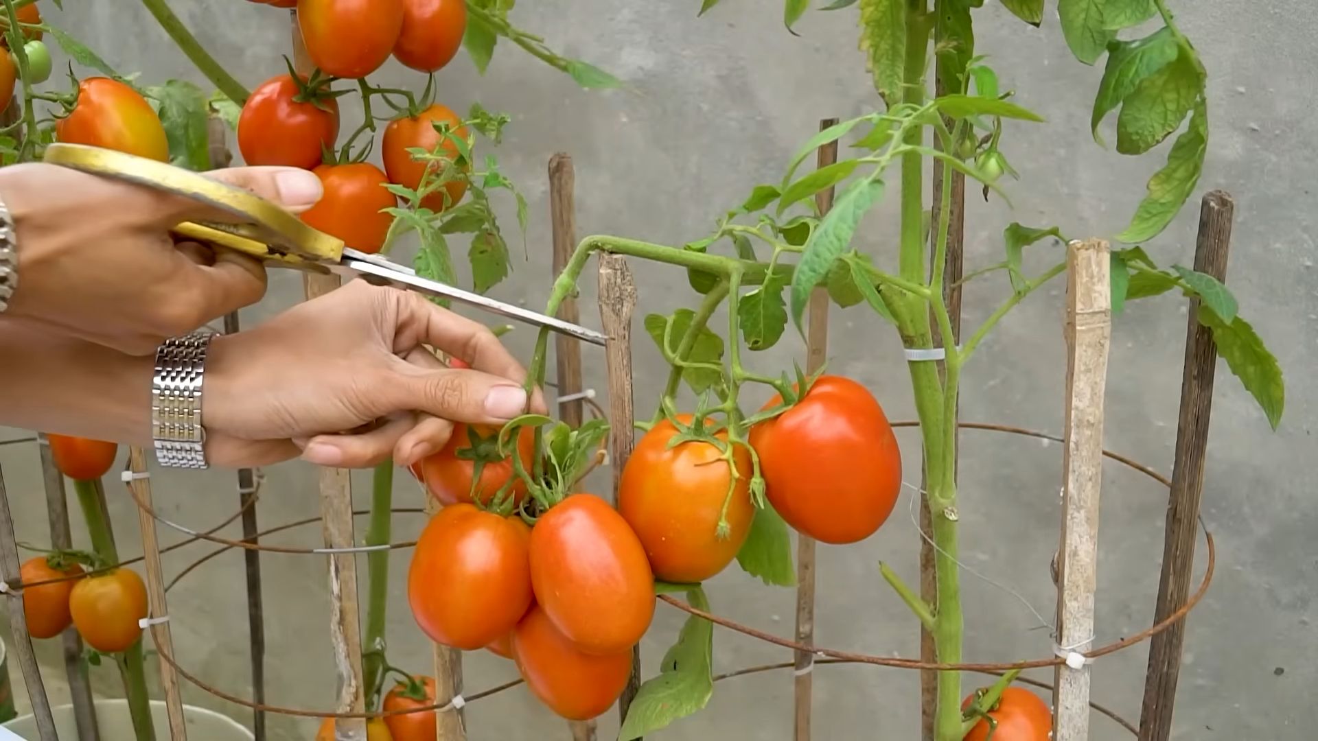 Tomatenanbau zu Hause