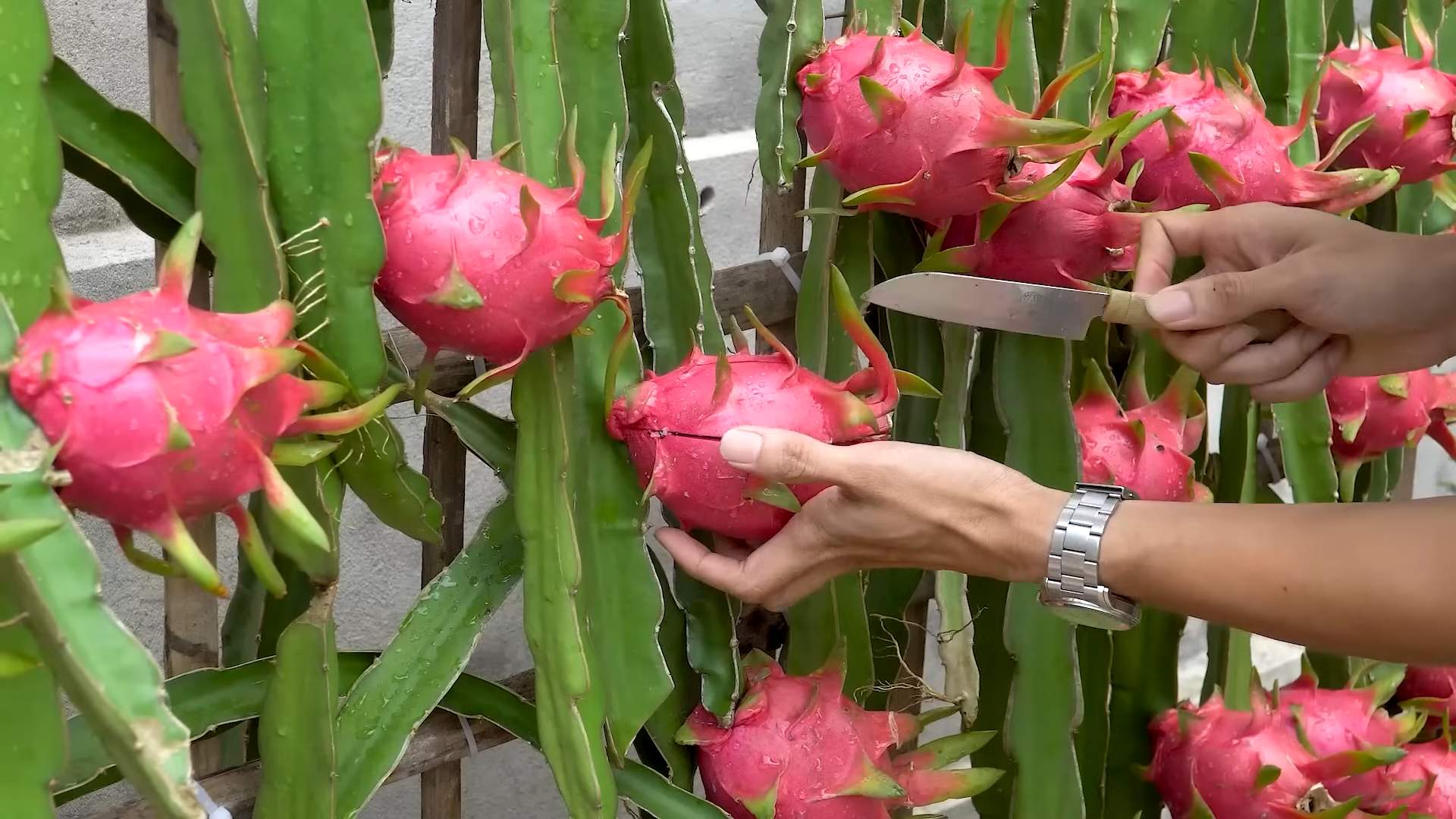 Rote Drachenfrucht selbst anbauen