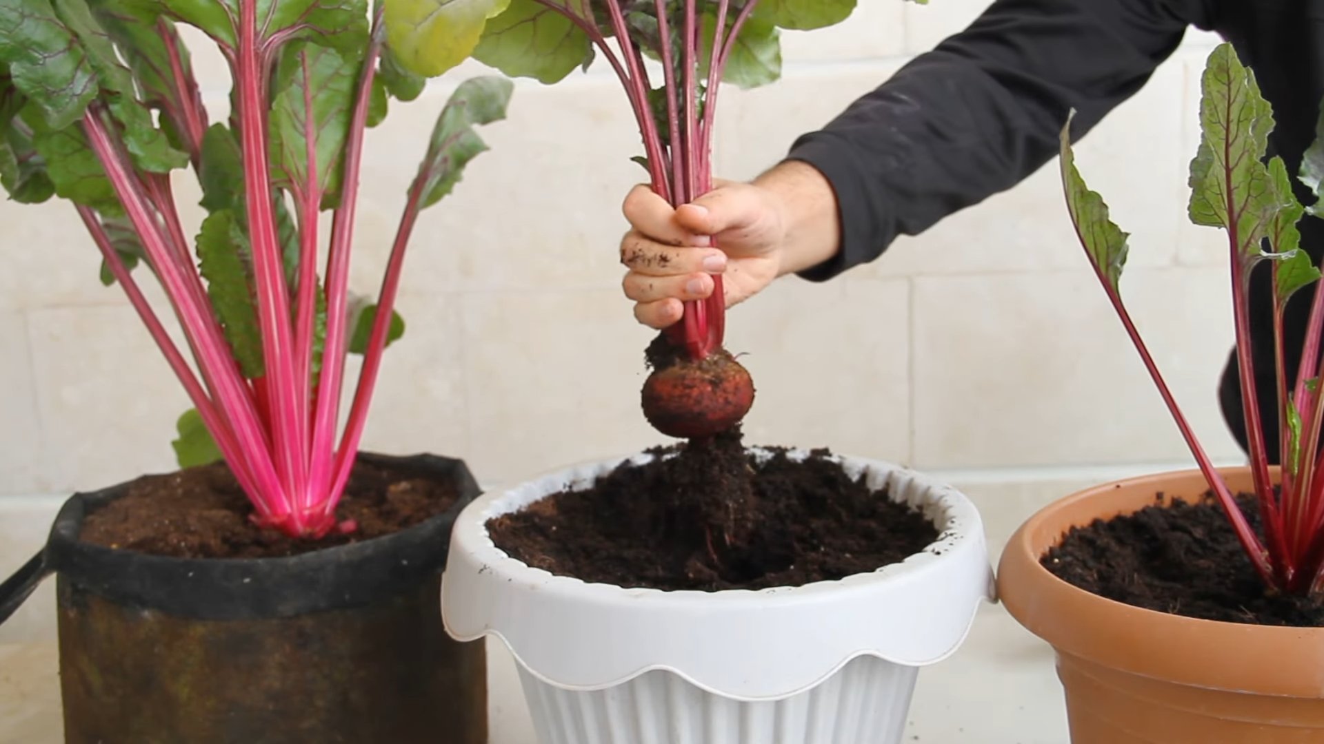 Beete Trick für den Garten