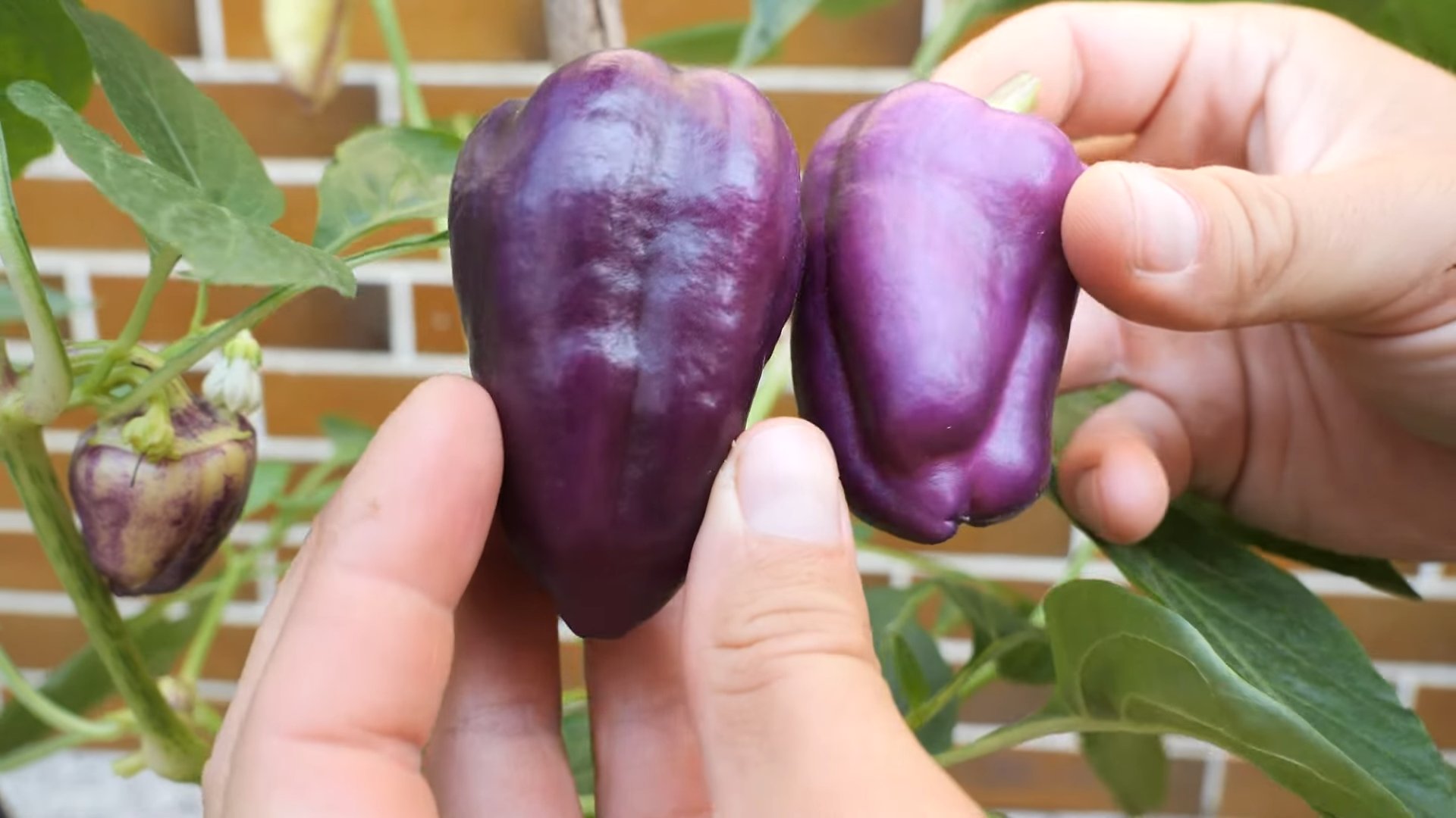 Paprika Anbau wiederverwendete Behälter