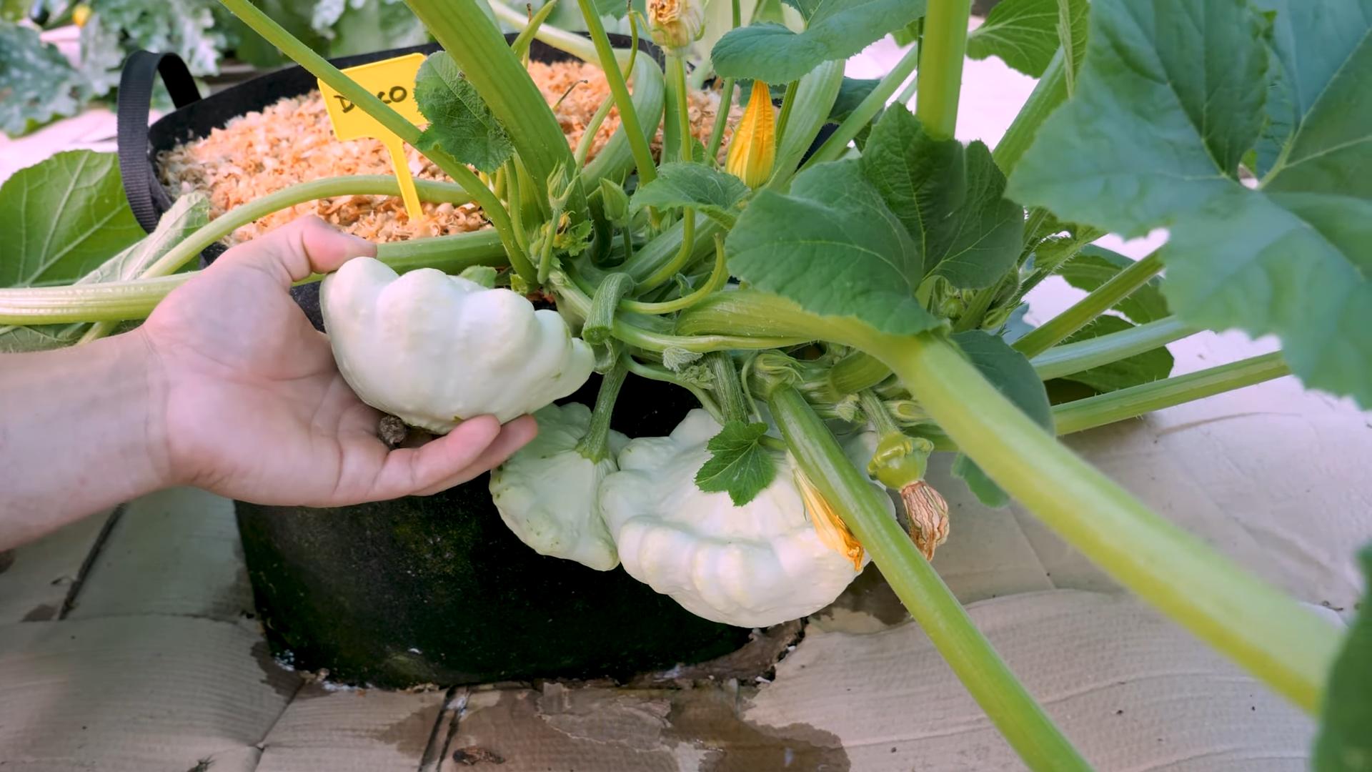 Sommer Kürbis im Eimer pflanzen