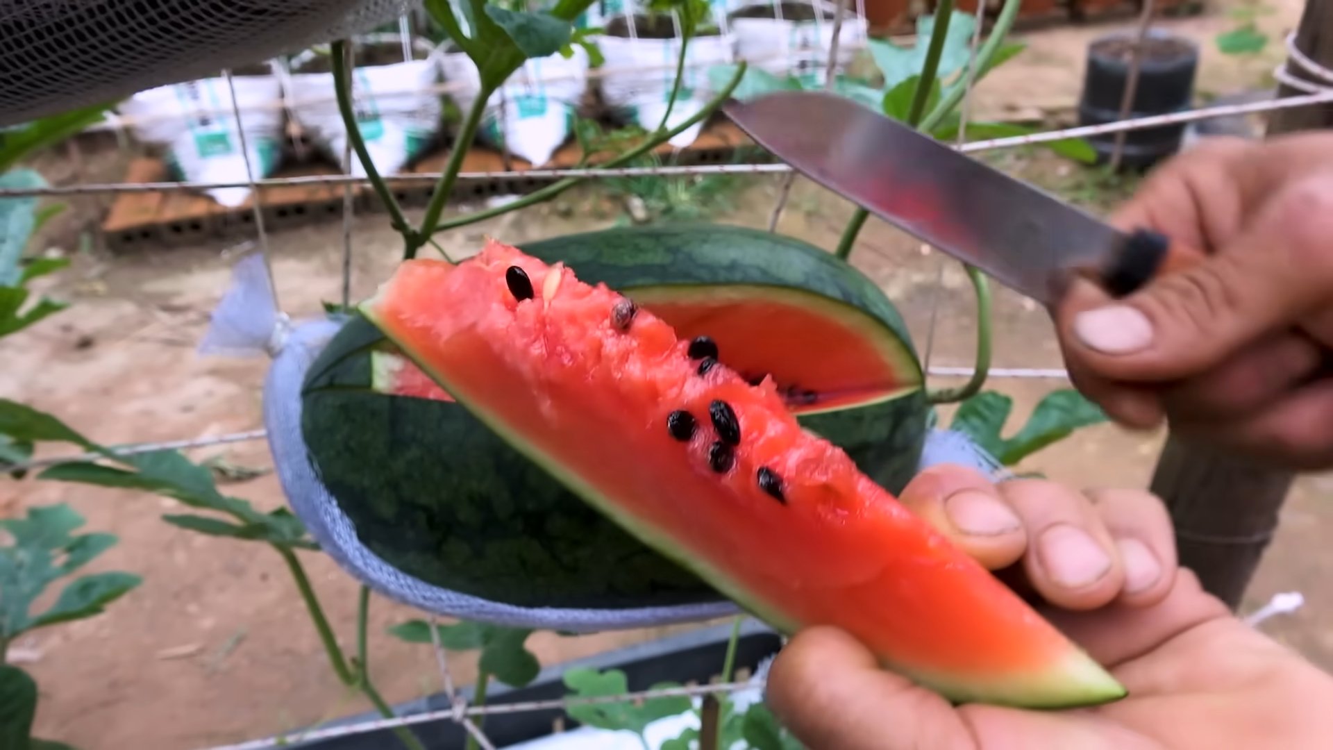 Wassermelone Hängematte selber bauen