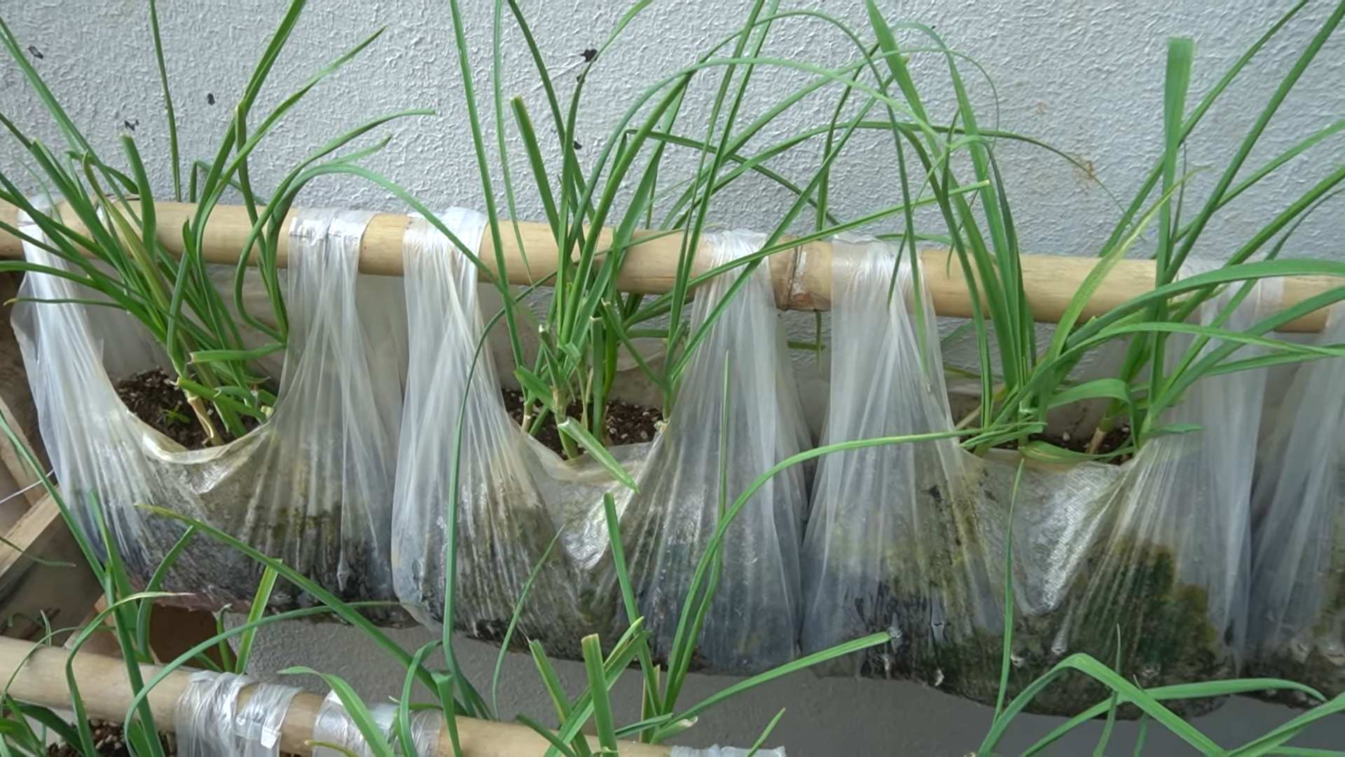 Knoblauch Anbau mit Plastiktüten