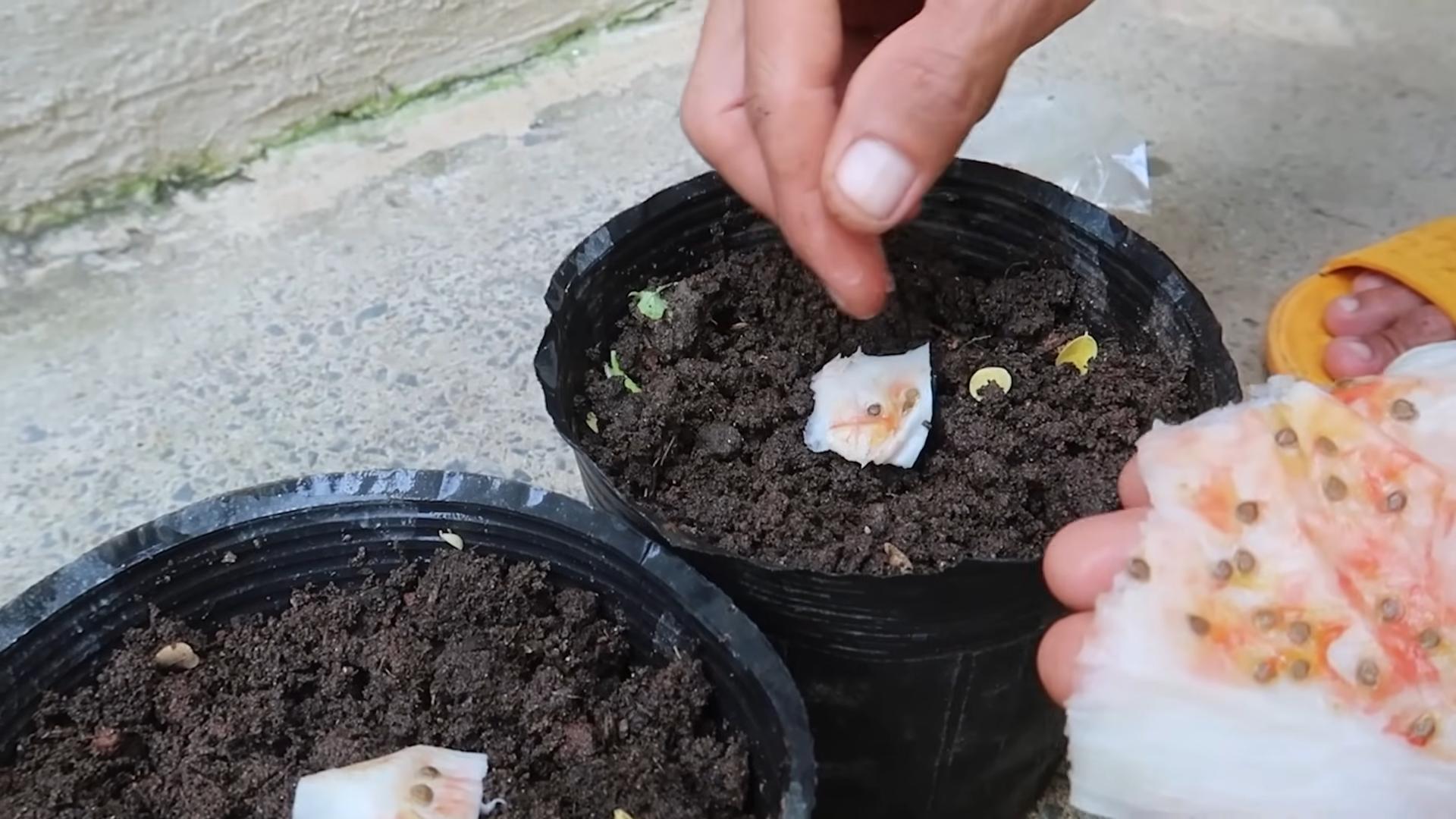 Tomaten ganzjährig anbauen