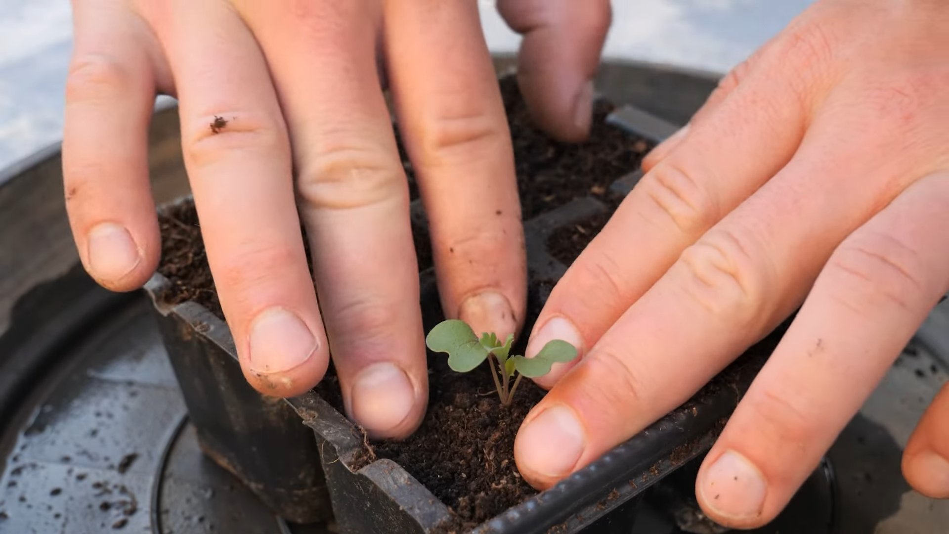 Kohl anbauen kleine Räume