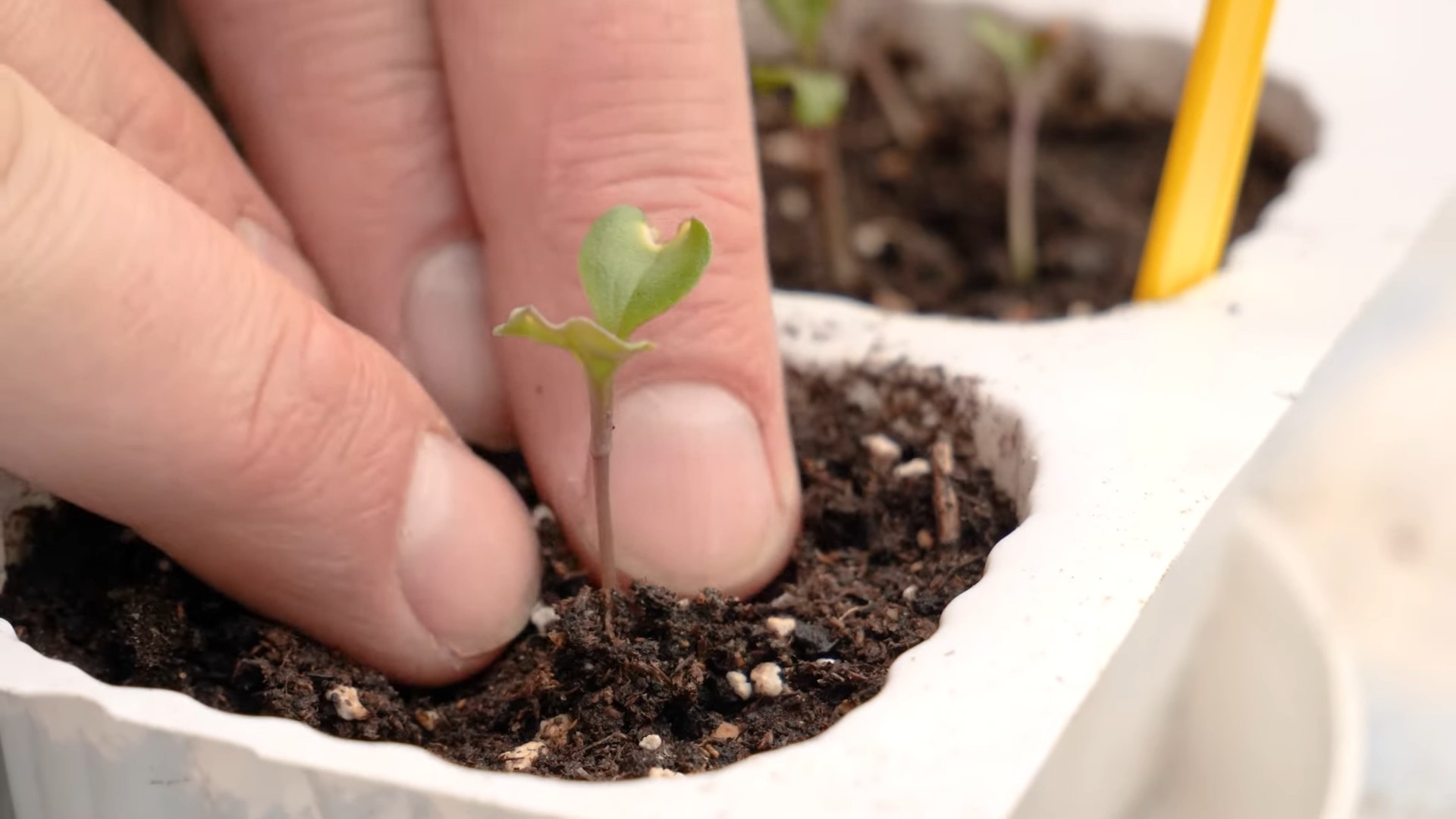 Blumenkohl Anbau zu Hause