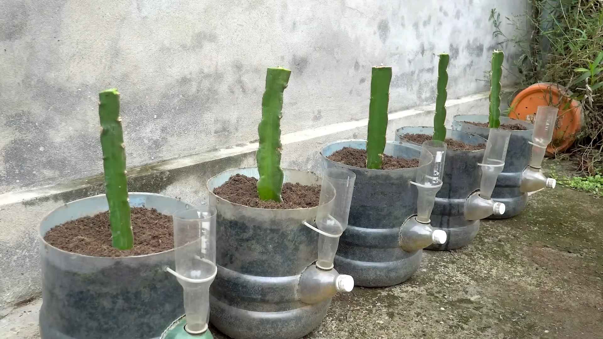 Rote Drachenfrucht selbst anbauen