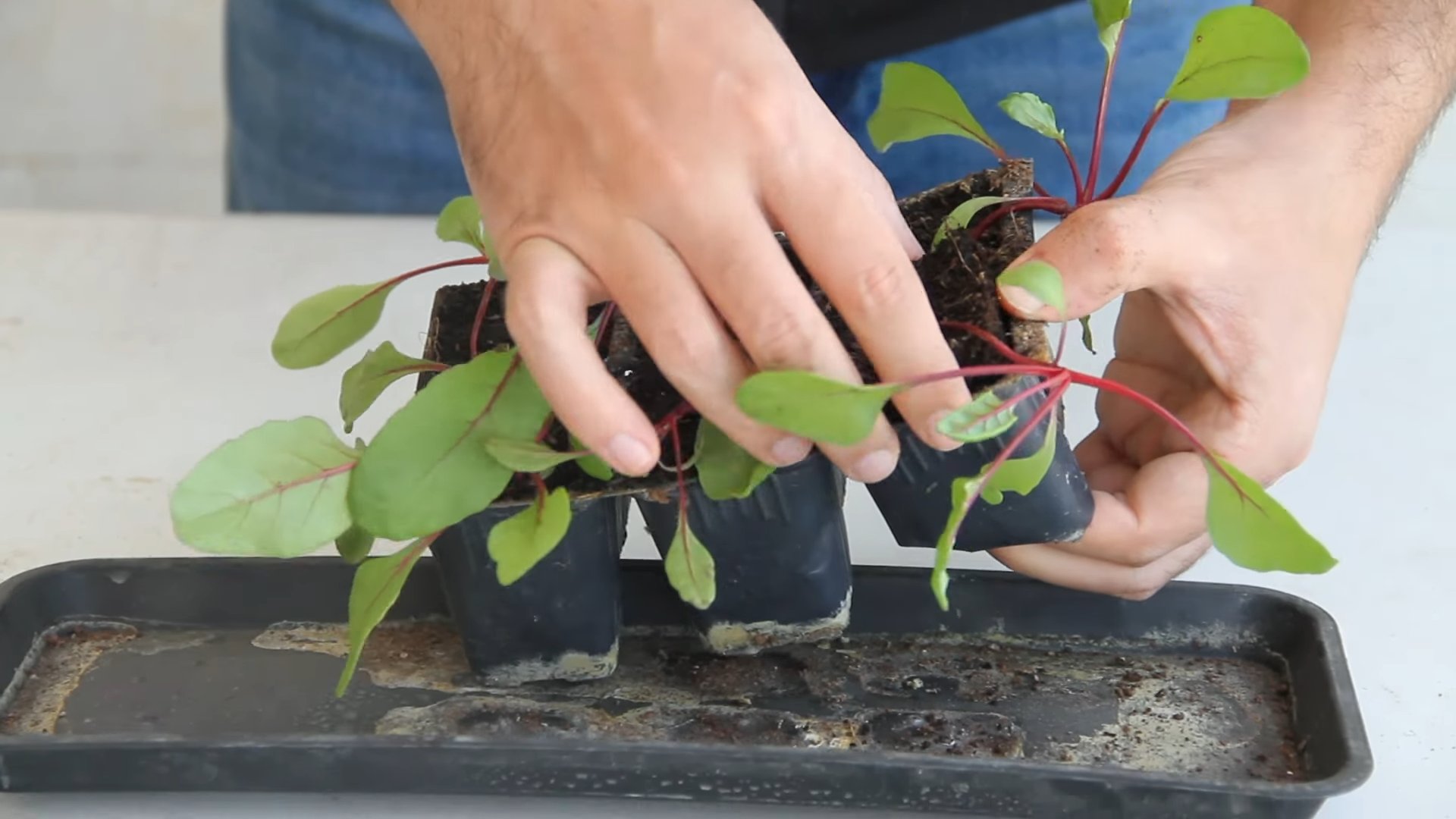 Beete Trick für den Garten