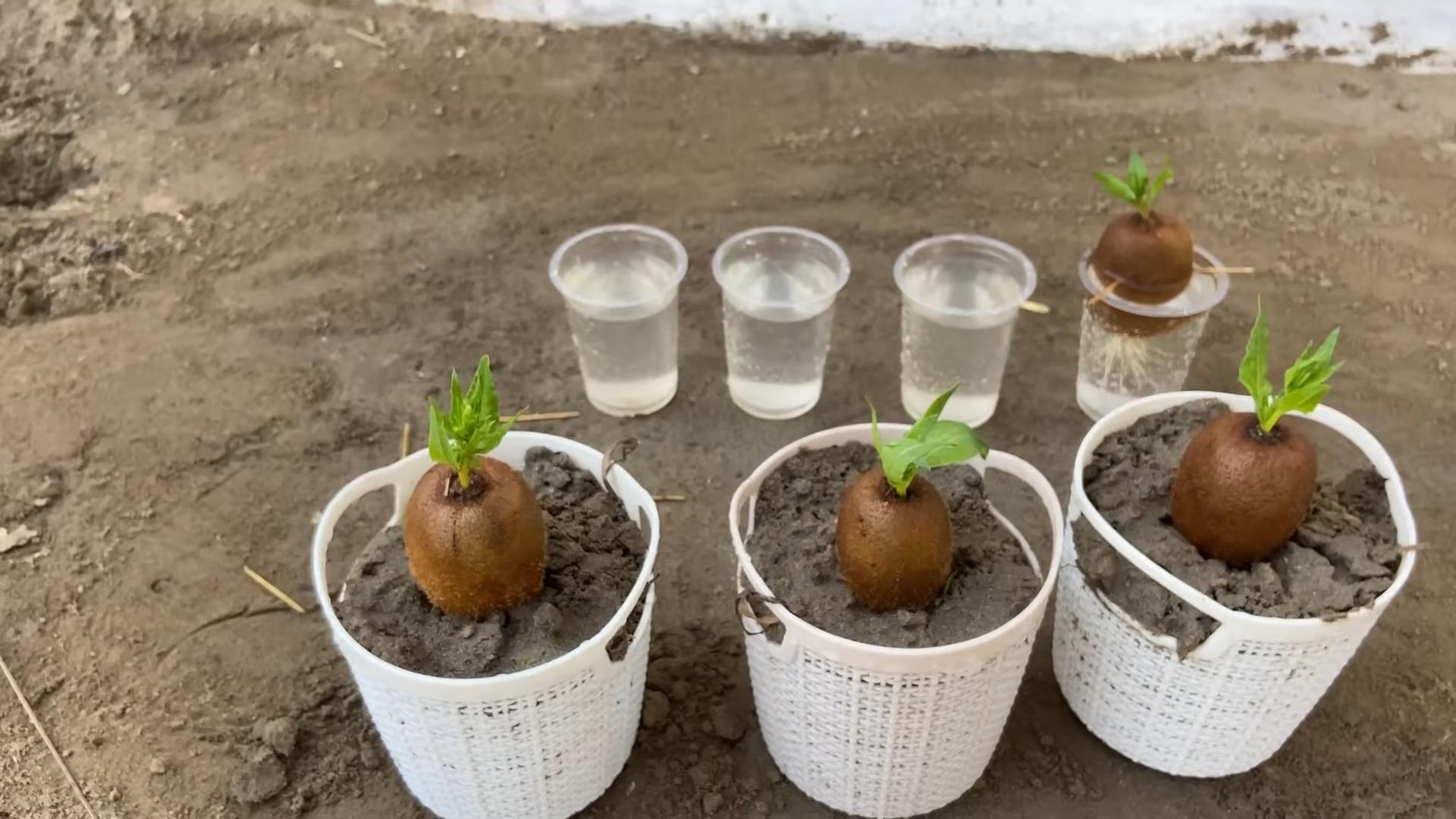 Kiwi Anbau Tipps Zuhause