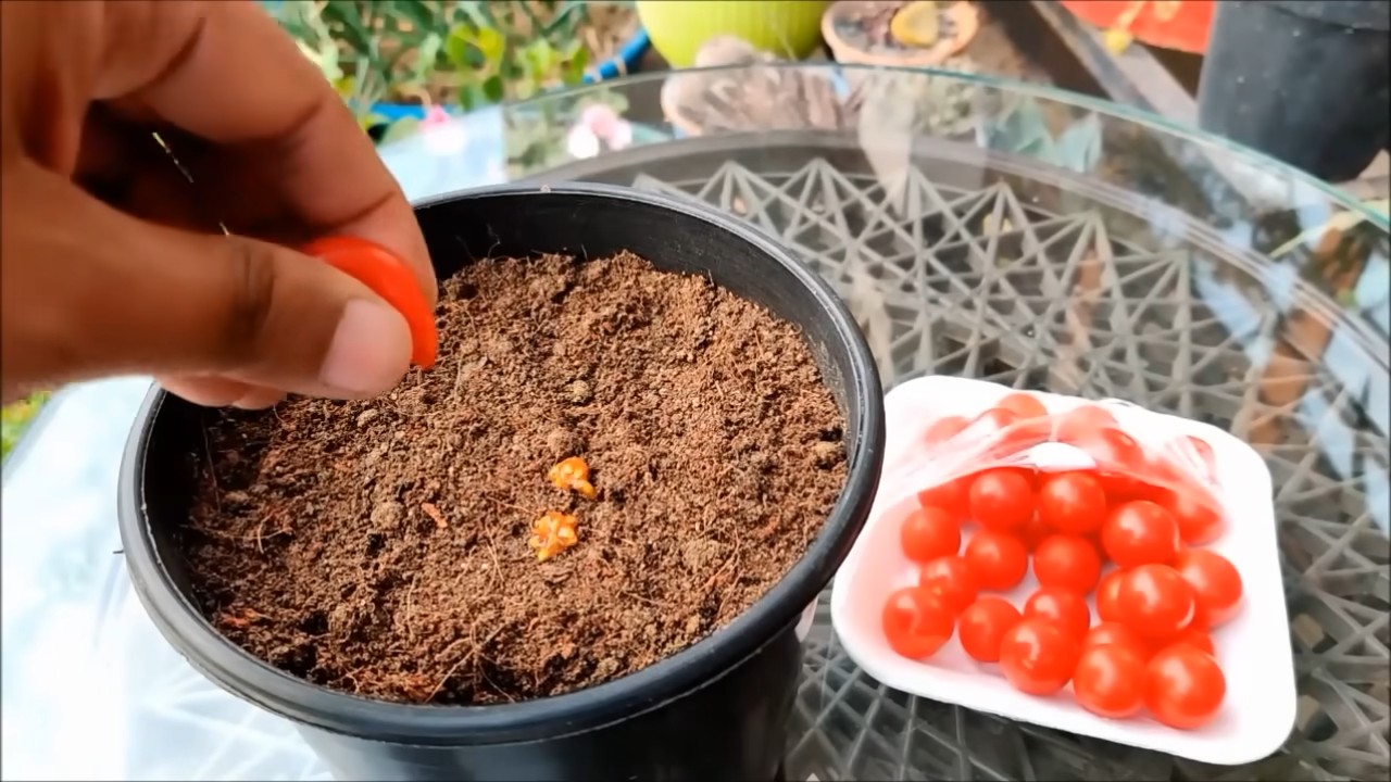 Kirschtomaten Anbau zu Hause