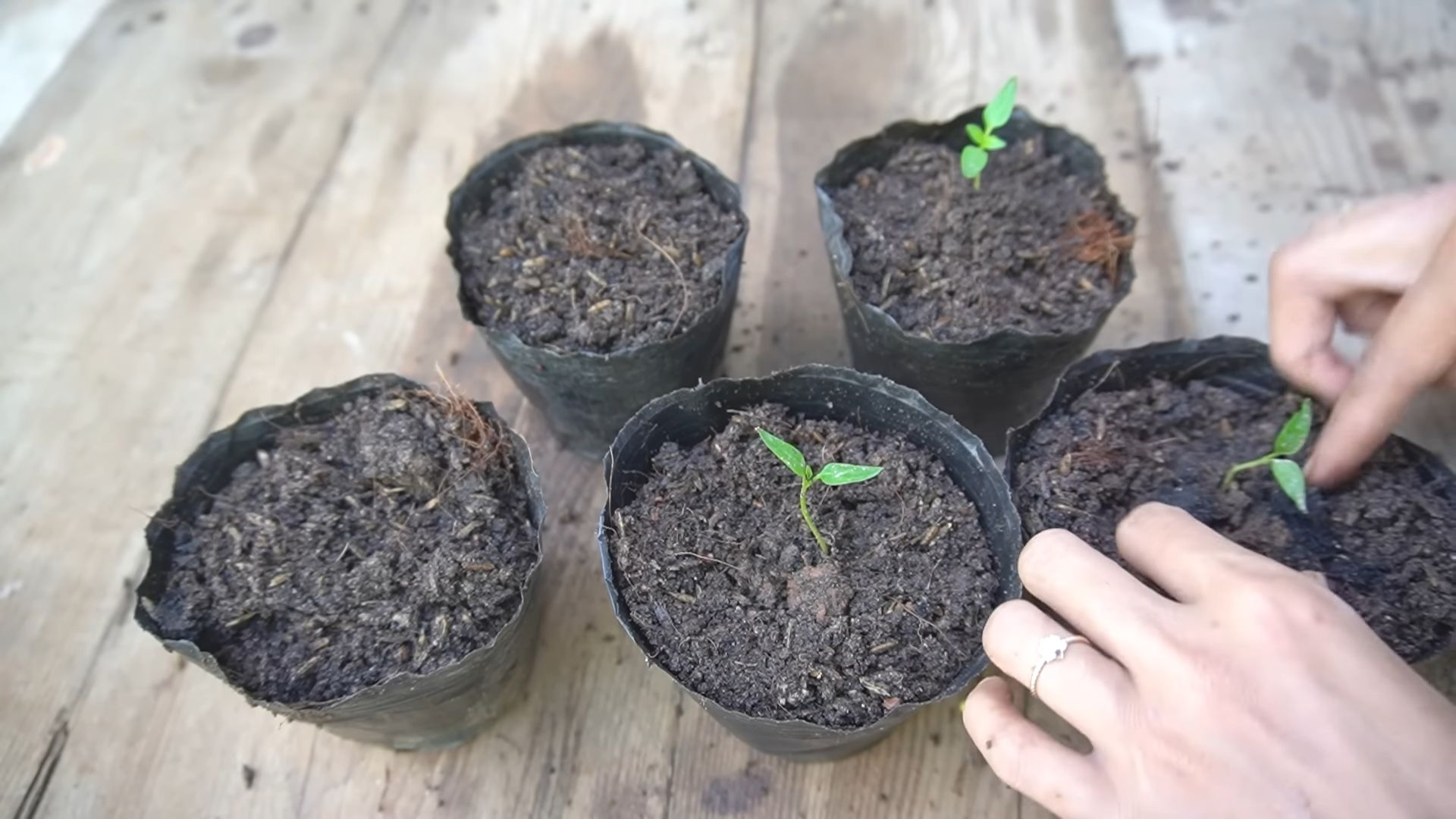 Paprika Anbau wiederverwendete Behälter
